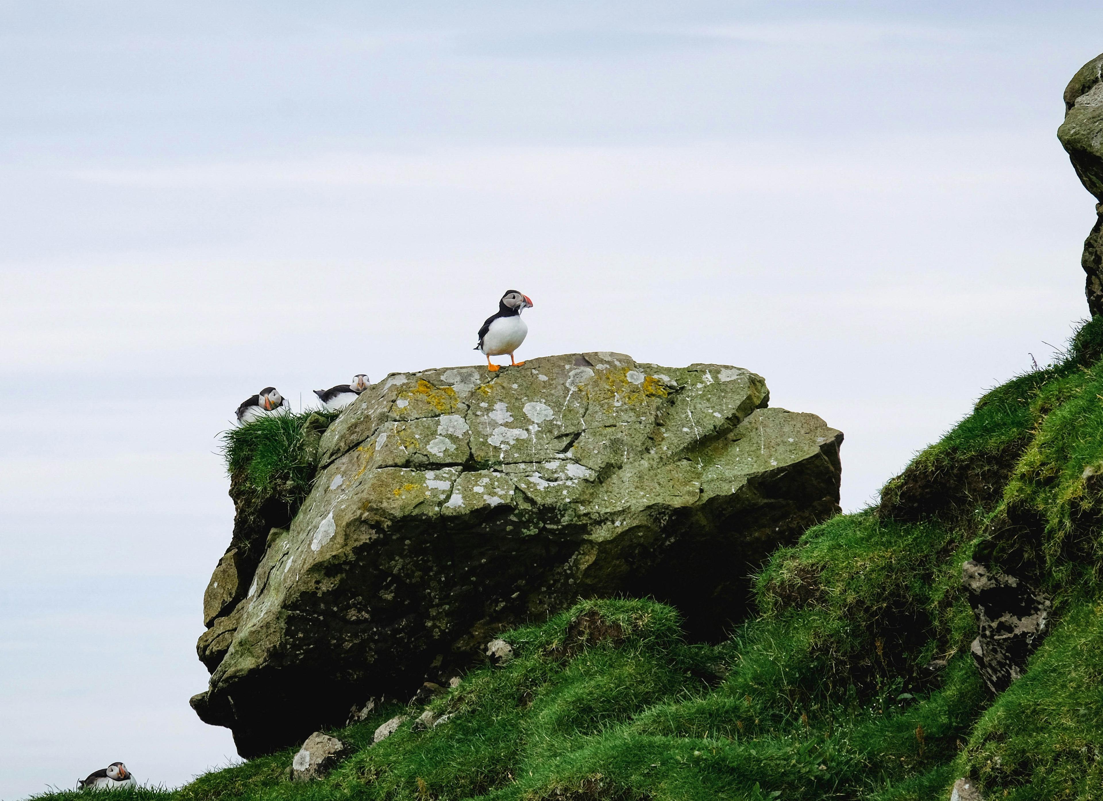 Where To See Puffins in Iceland: Your Comprehensive Guide