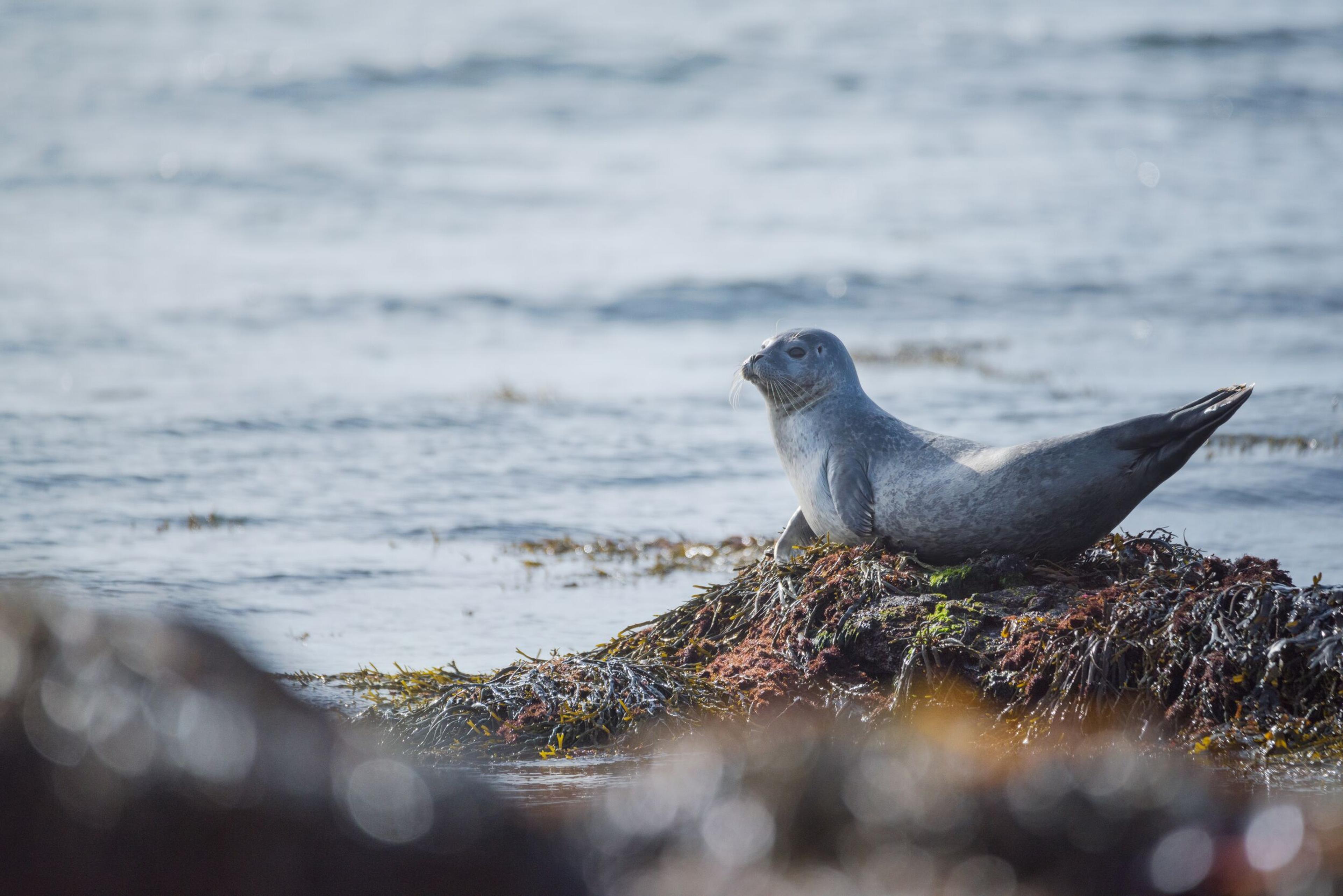 A seal posing on Ytri Tunga beach on a sunny day