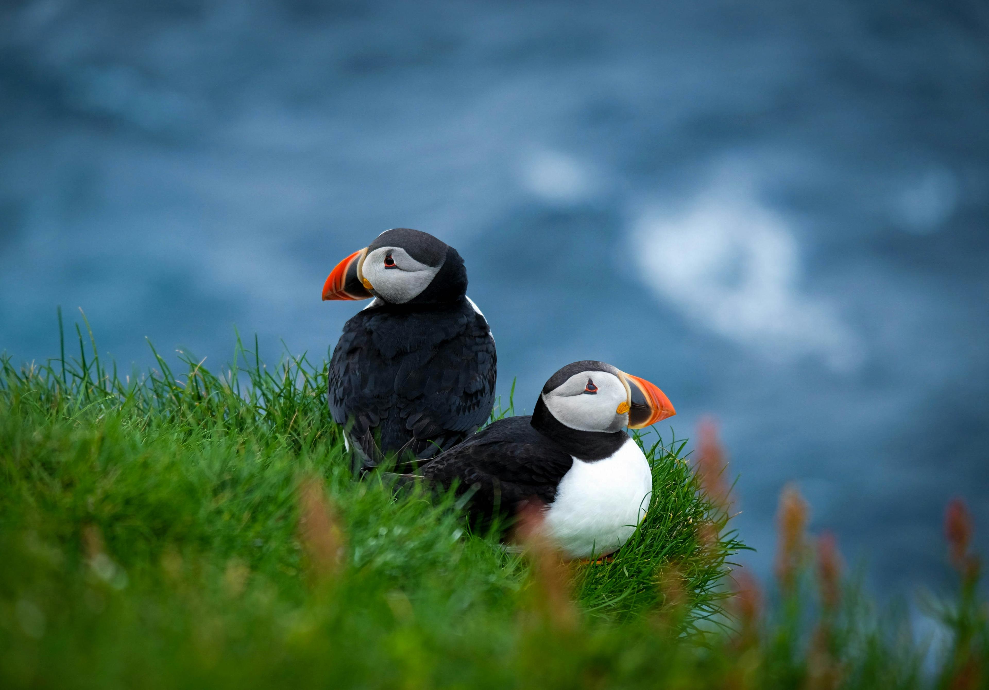 Two puffins with colorful beaks and orange feet stand on grassy ground