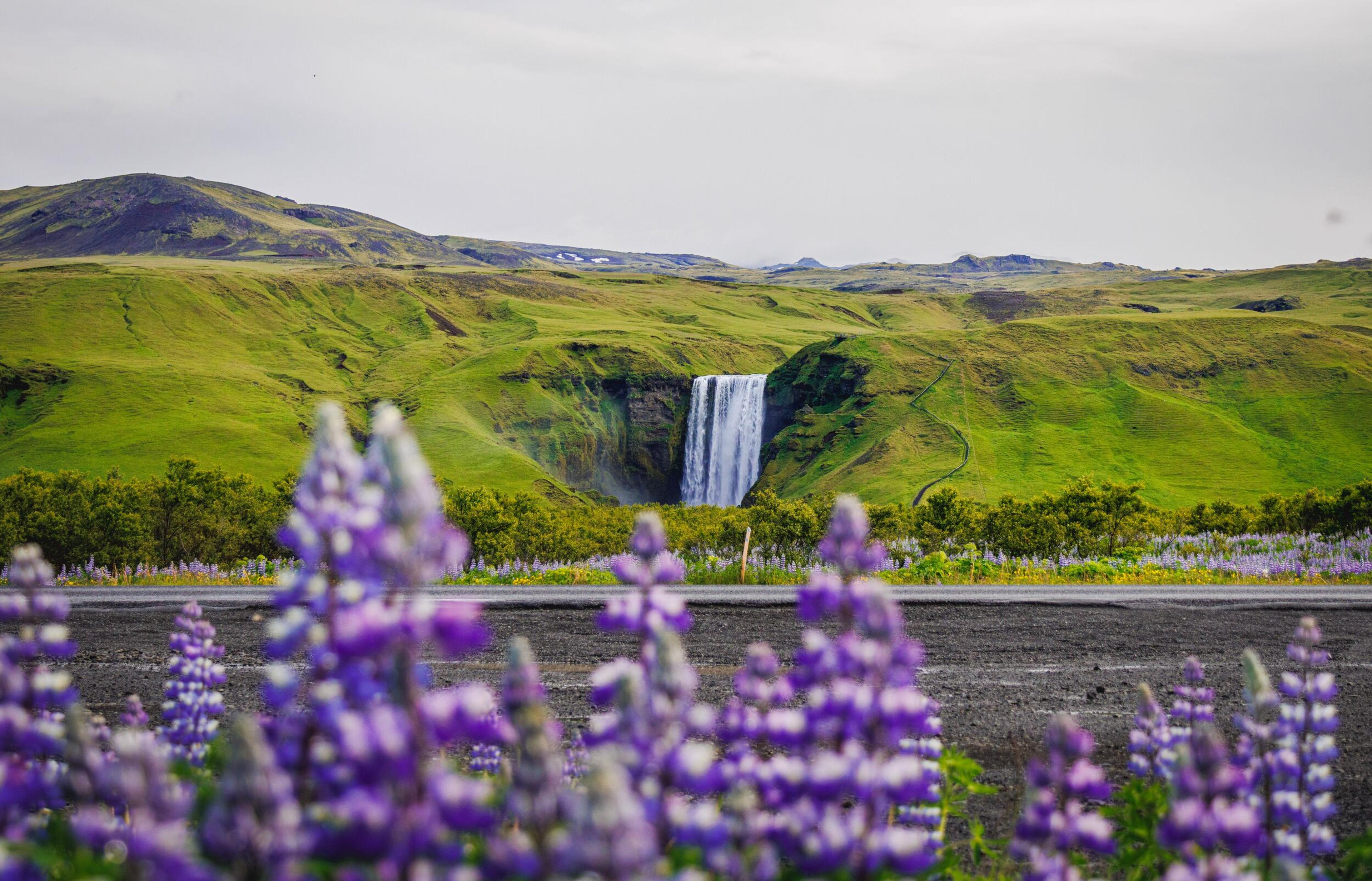 A tall waterfall cascades down green hills, framed by purple lupines in the blurry foreground.