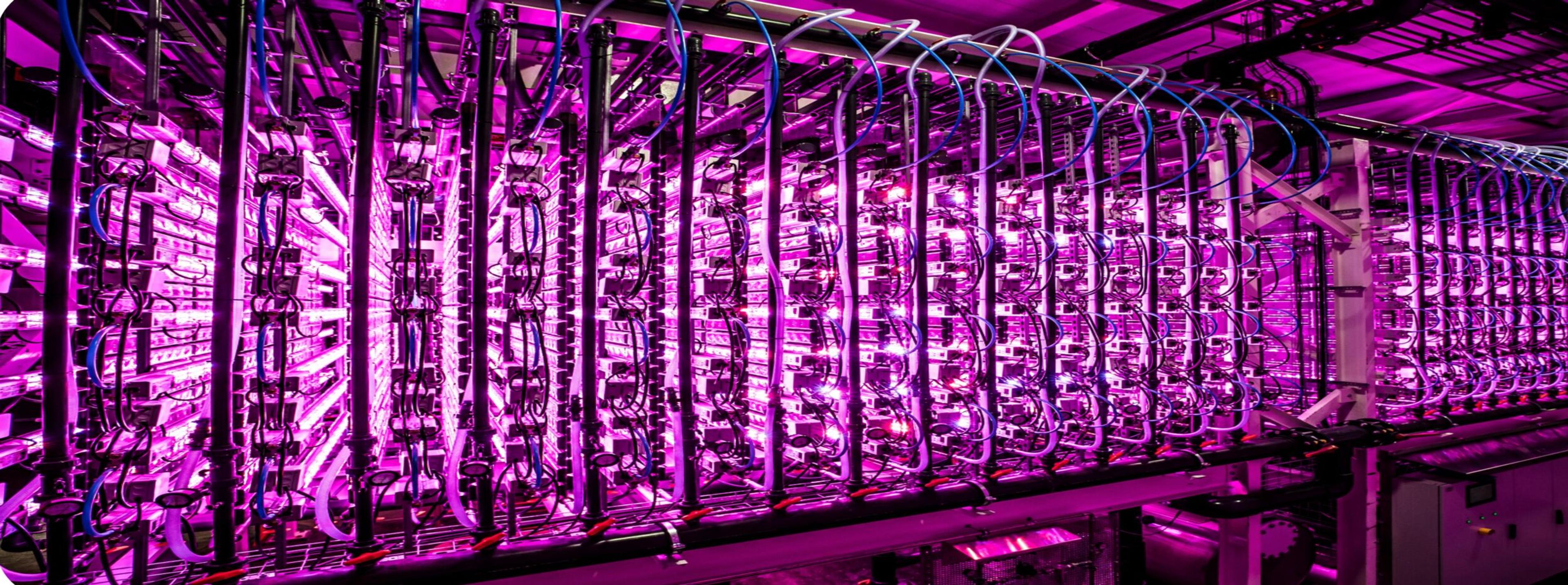 An expansive indoor vertical farming setup with rows of algae cultivation tanks illuminated by vibrant pink LED lights, creating an intense and futuristic atmosphere