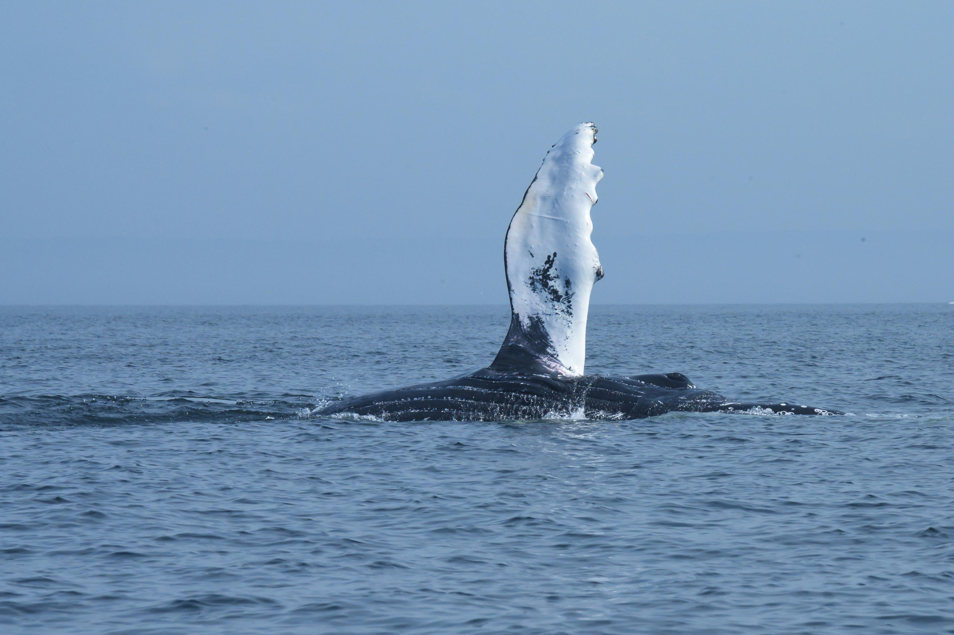 Humpback whale raising its flipper out of the water, captured during a whale watching tour near Reykjavík.