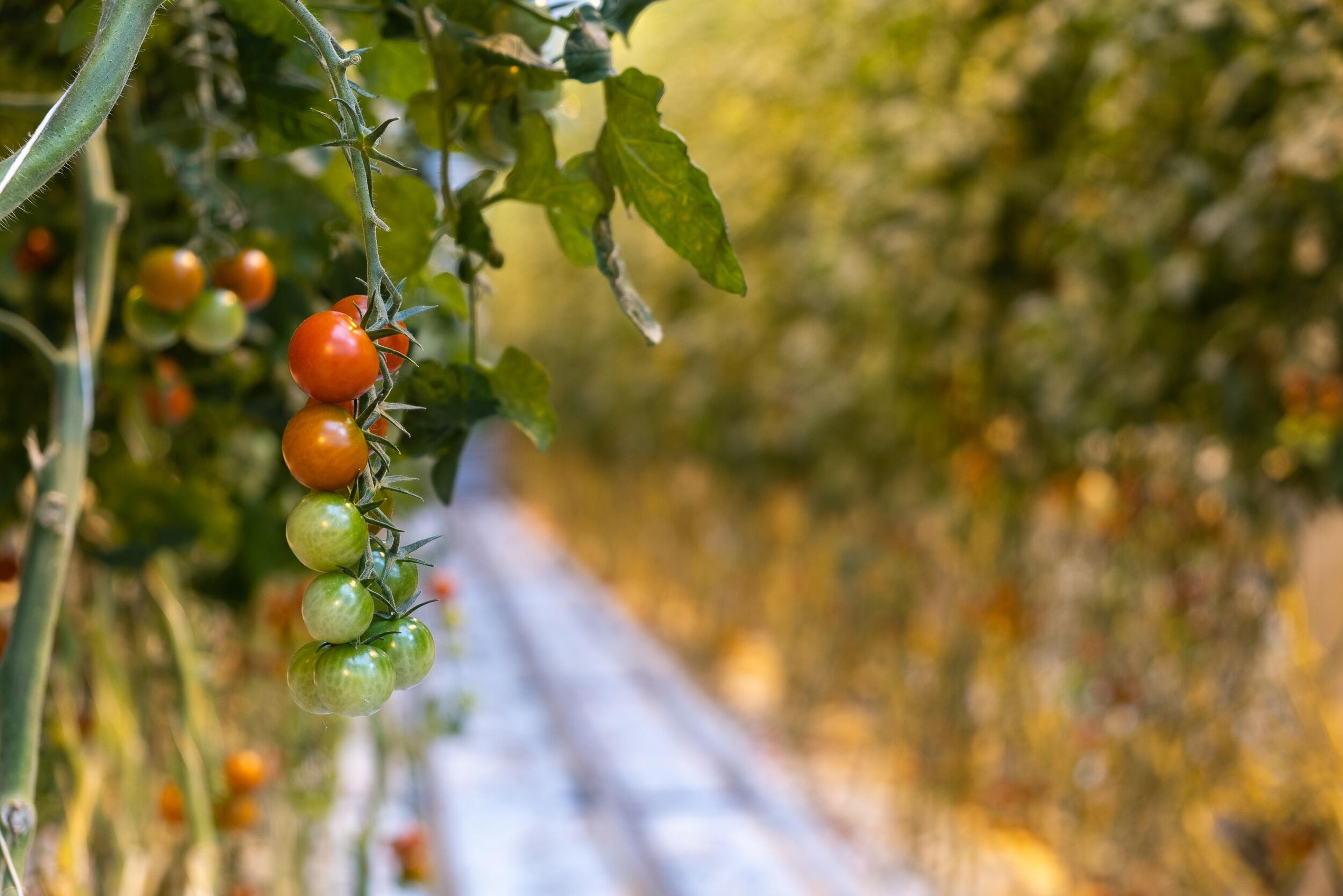 Tomato plant with green and red tomatoes inside a greenhouse in Iceland.