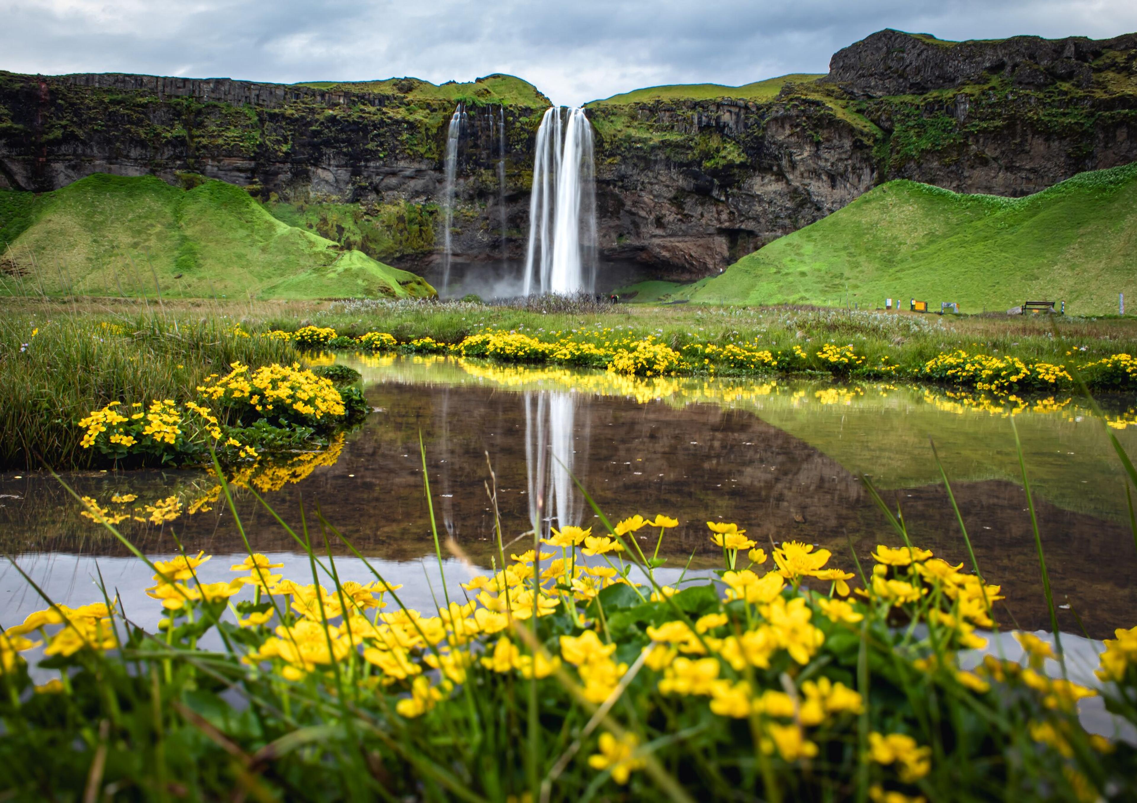 Seljalandsfoss waterfall cascades from green cliffs into a reflective pool, surrounded by yellow flowers and lush green hills under an overcast sky.