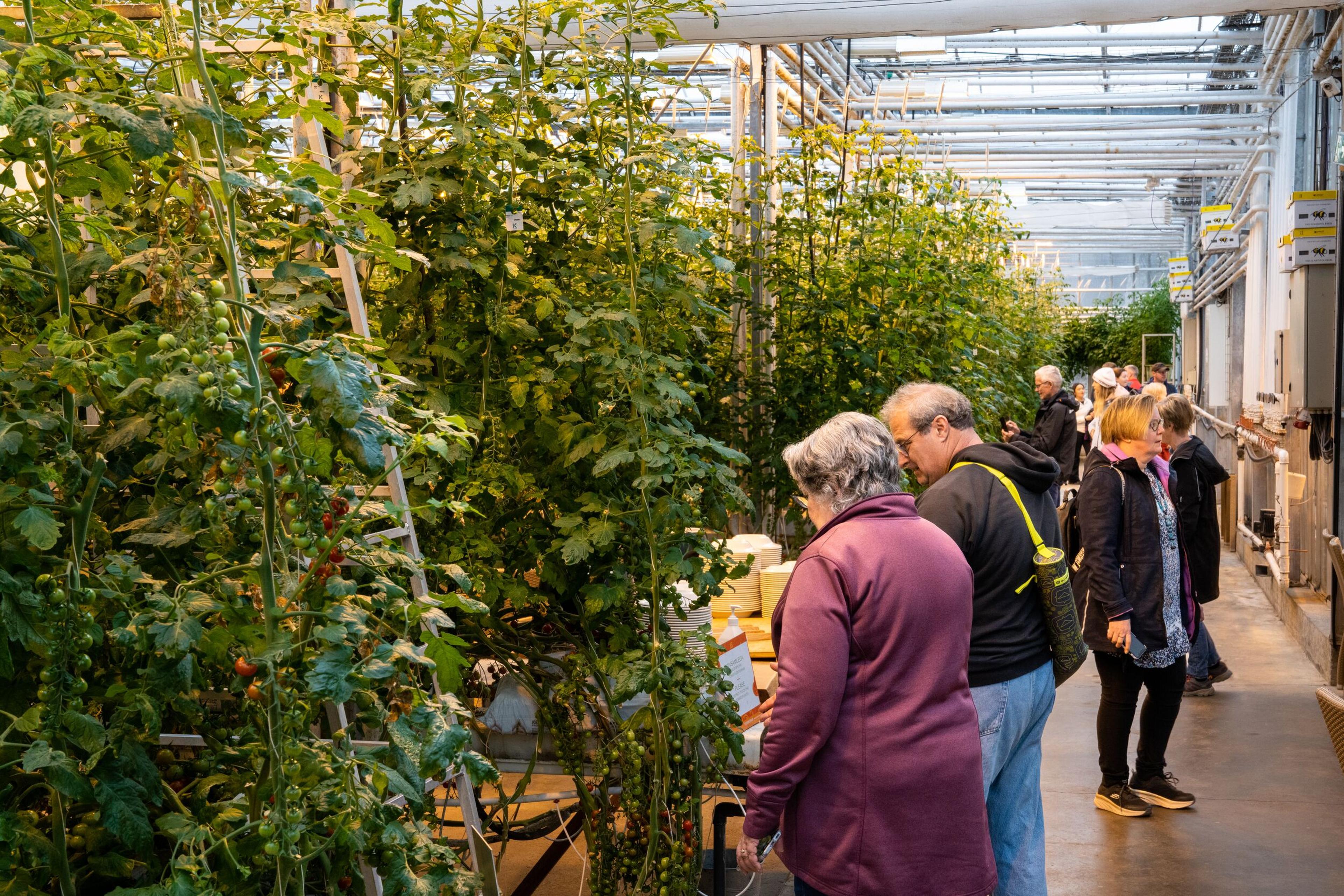 Tourists admiring Icelandic grown tomatoes at Fridheimar greenhous in Iceland.