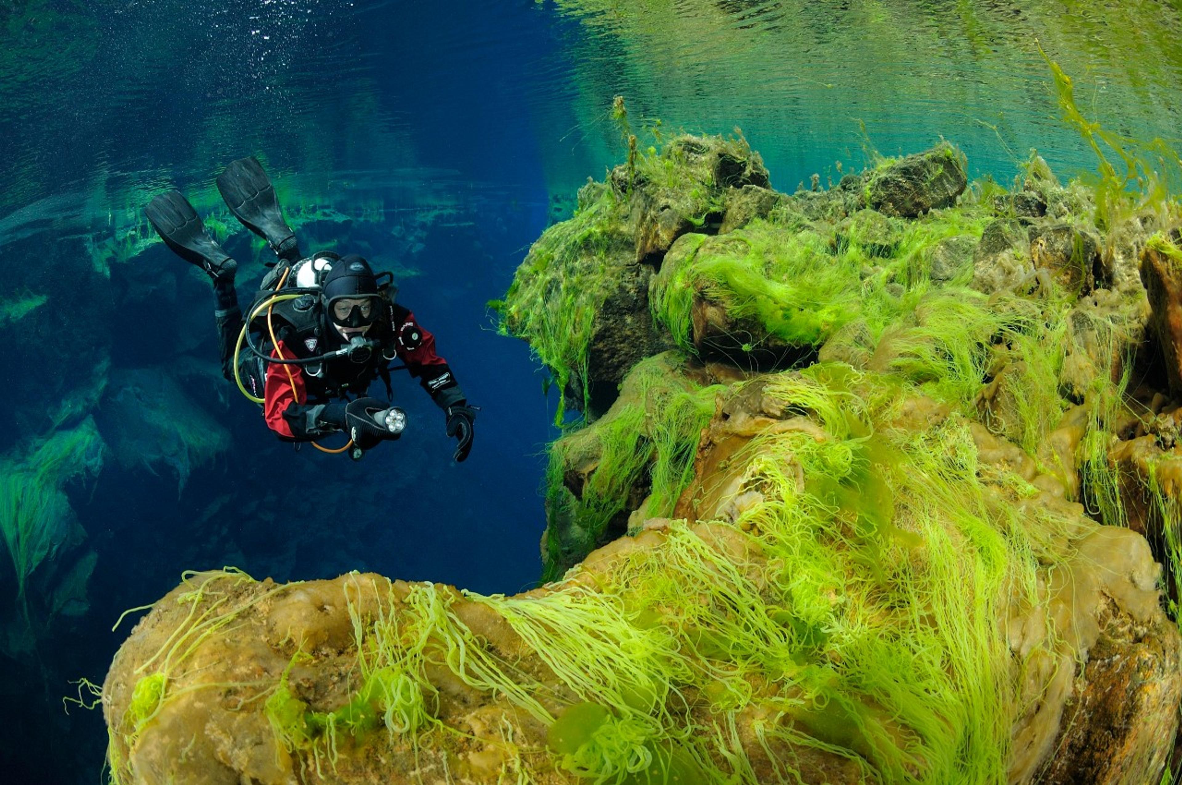Scuba diver exploring the neon green algea fields in Silfra fissure