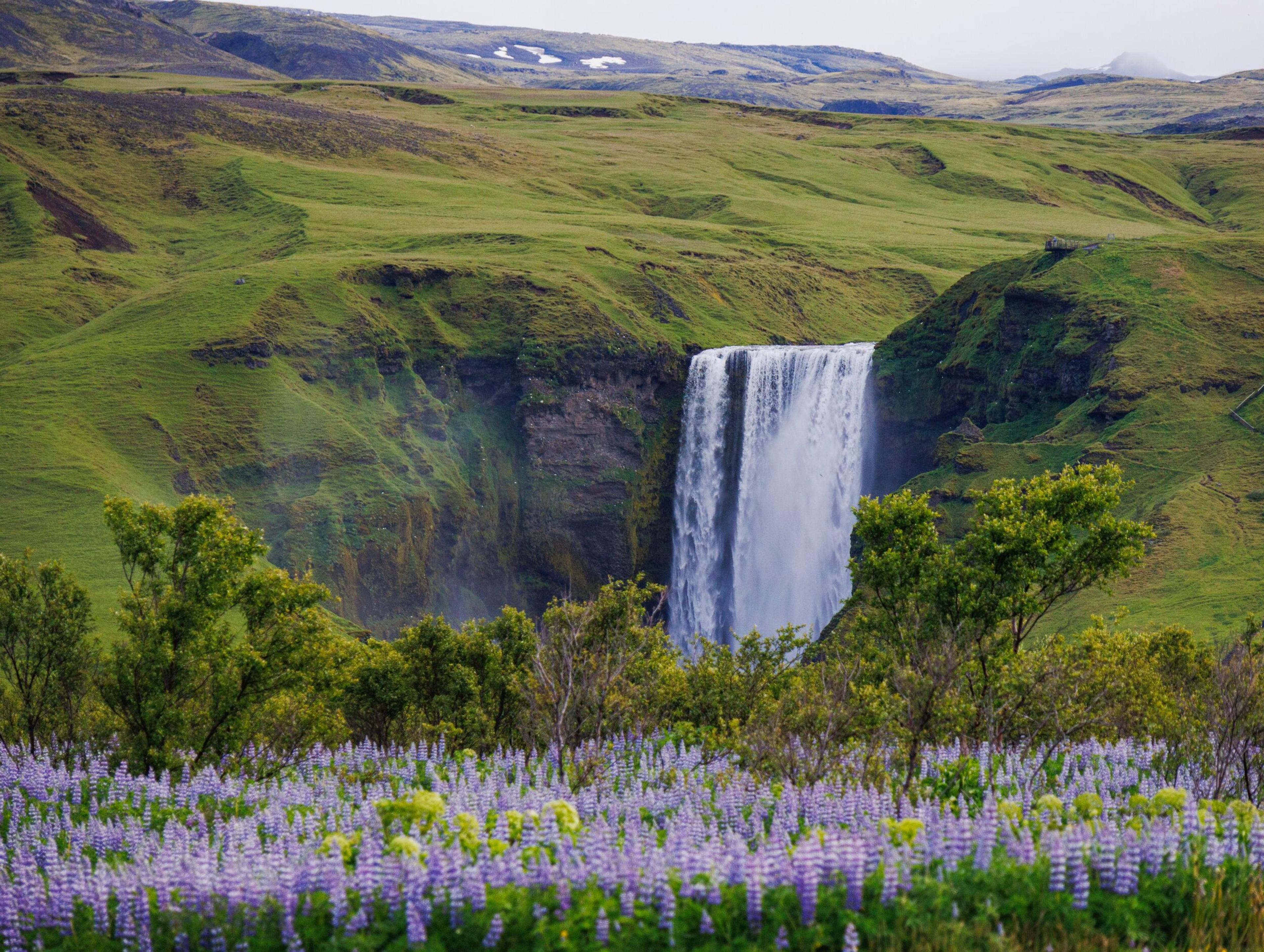 A large waterfall surrounded by lush green hills, with purple lupines in the foreground.