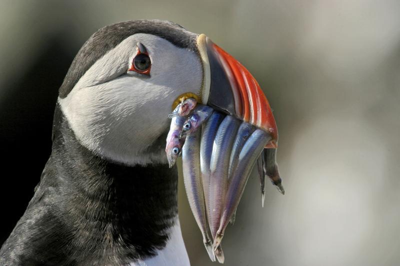 a puffin with a fish in its beak .