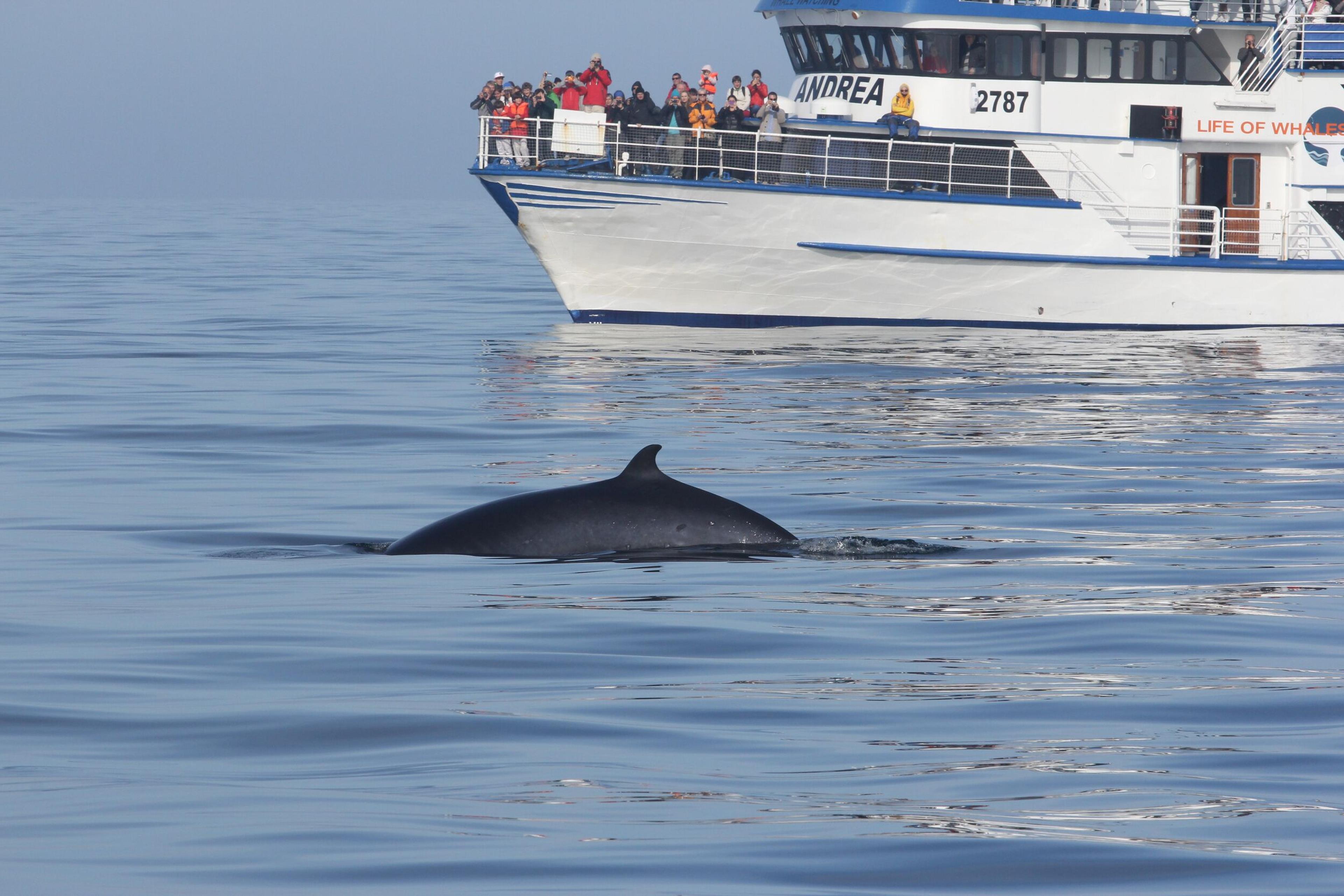 A dark whale's back and dorsal fin emerge from calm blue water, with a white whale-watching boat full of tourists in the background.