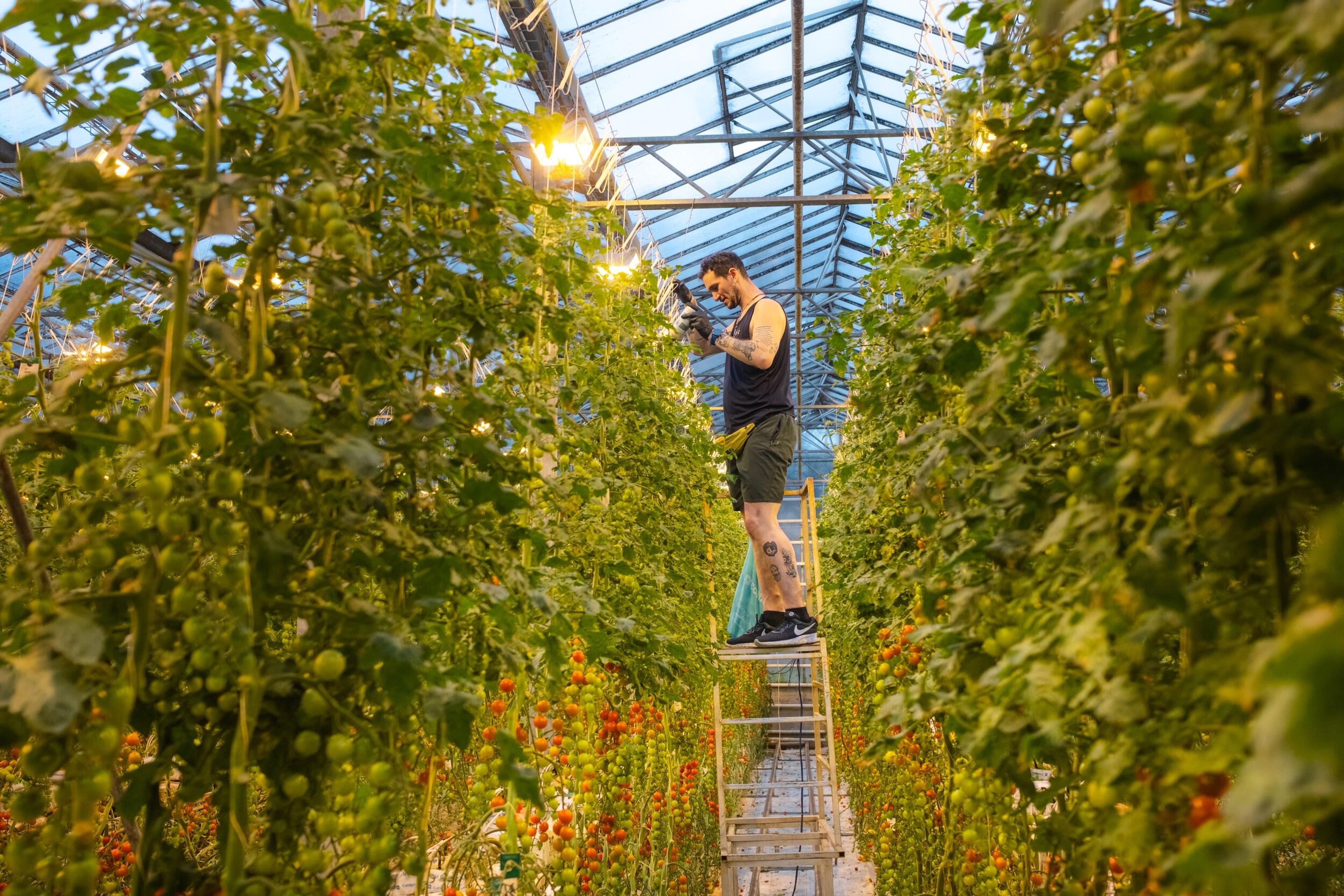 A man on a ladder tends to tall tomato plants laden with green and red fruit inside a greenhouse.