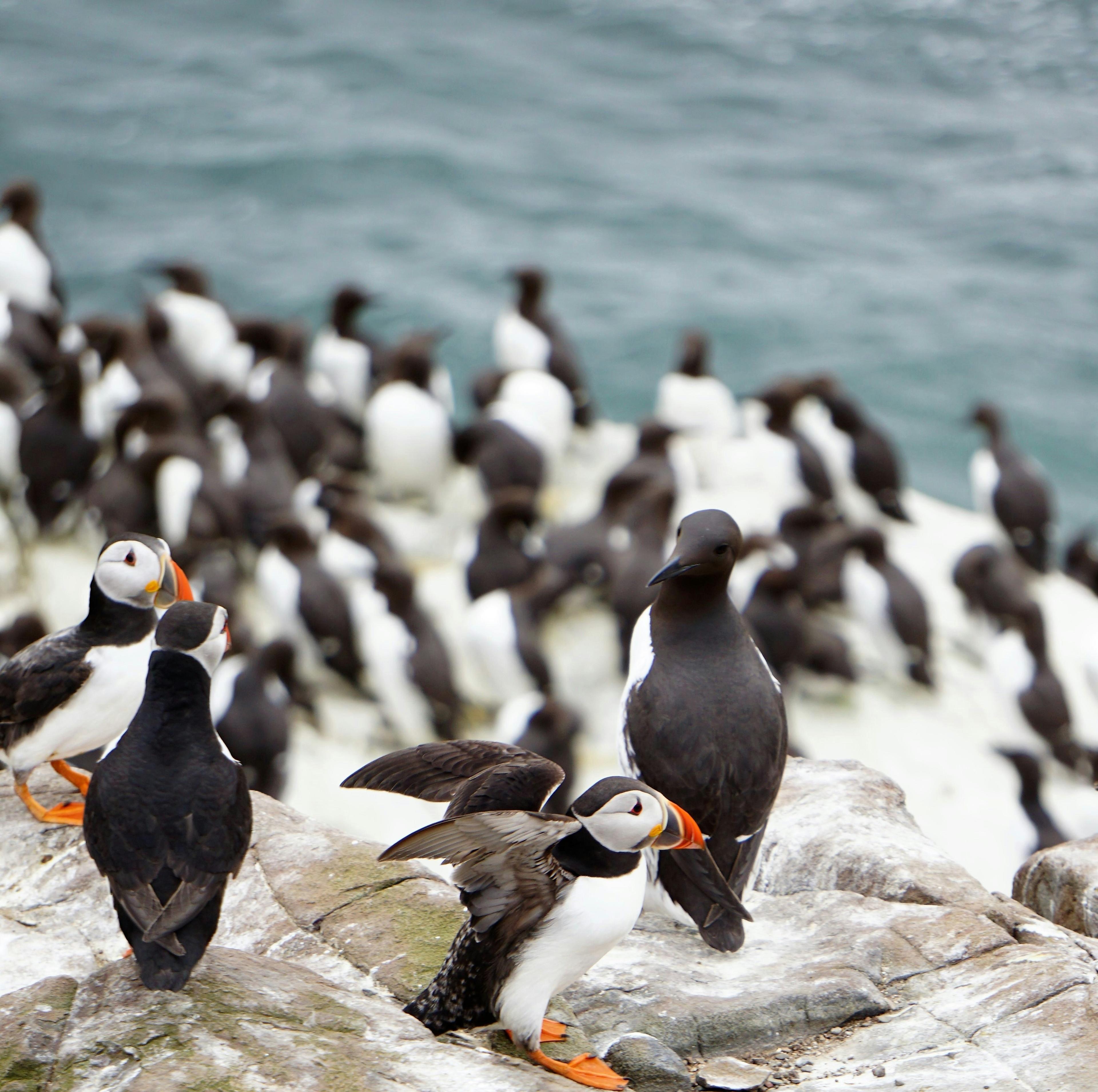 A colony of puffins with colorful beaks and orange feet nest on a rocky hillside in Iceland.