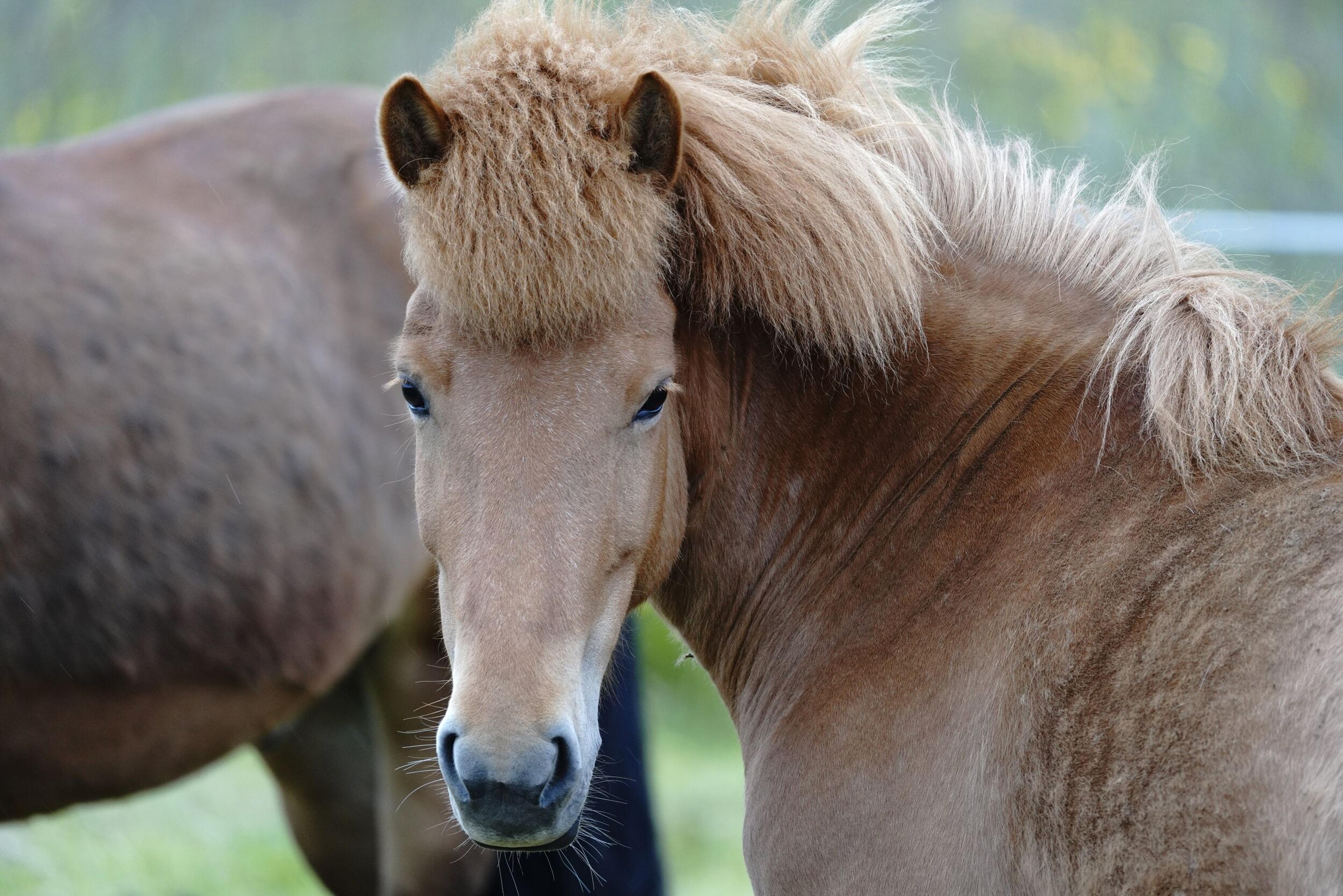 Close-up of an Icelandic horse with a distinctive thick mane, standing in a green pasture, showcasing its gentle expression and characteristic features.