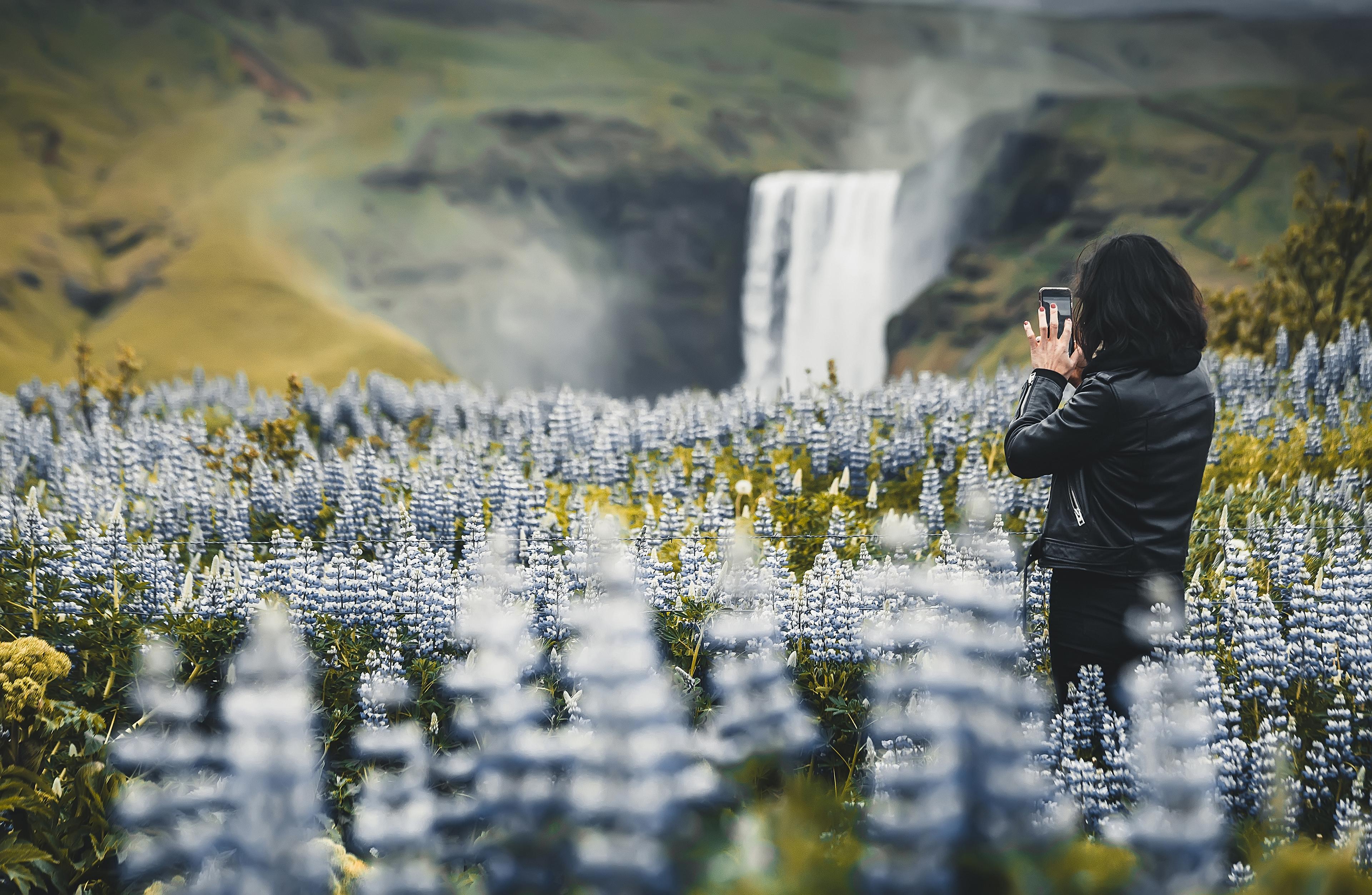 A woman surrounded by blue lupines taking pictures of the Skogafoss Waterfall