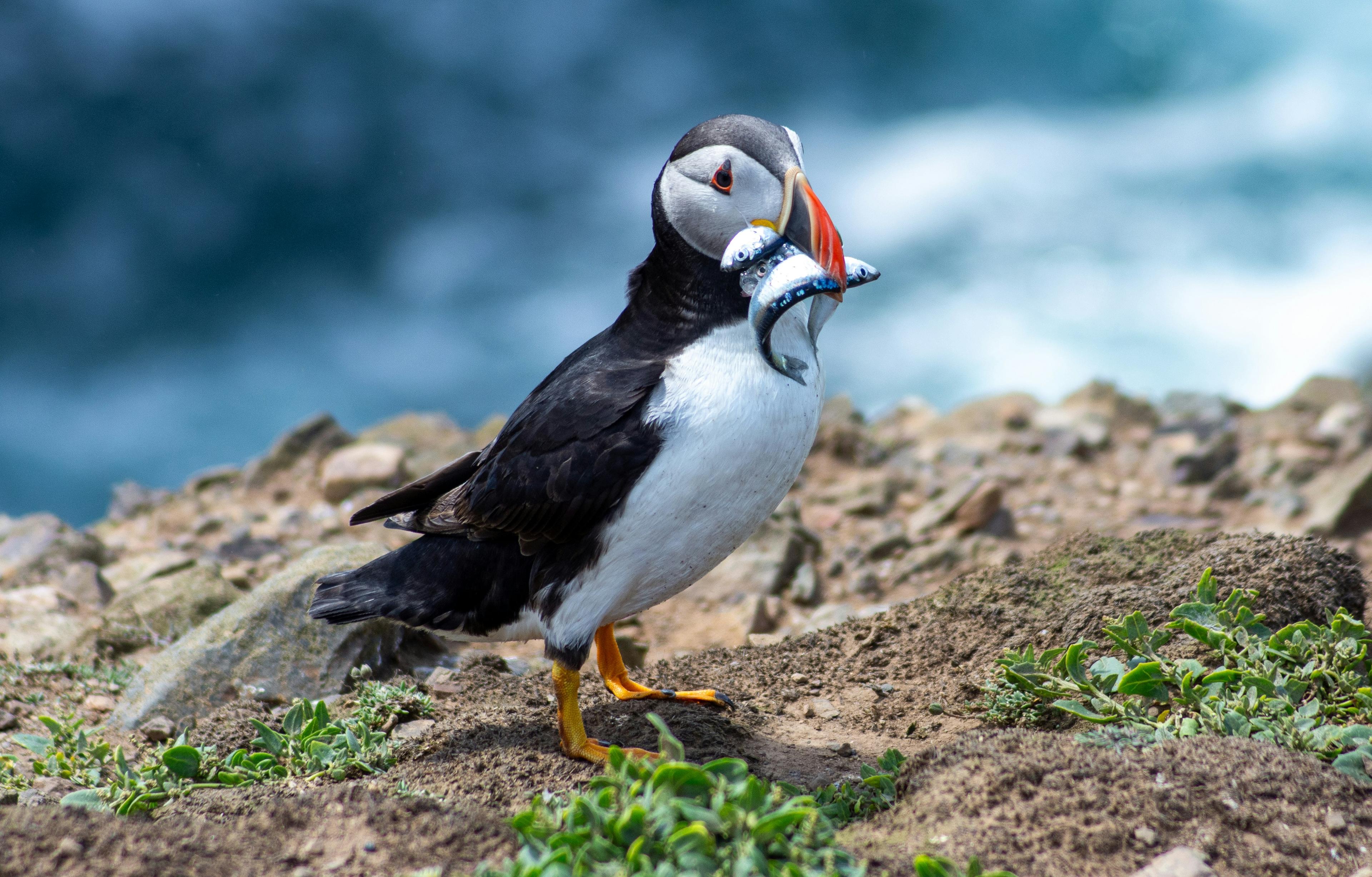 A puffin with a vibrant beak stands on a rocky cliff holding multiple small fish in its mouth, with the ocean in the background.