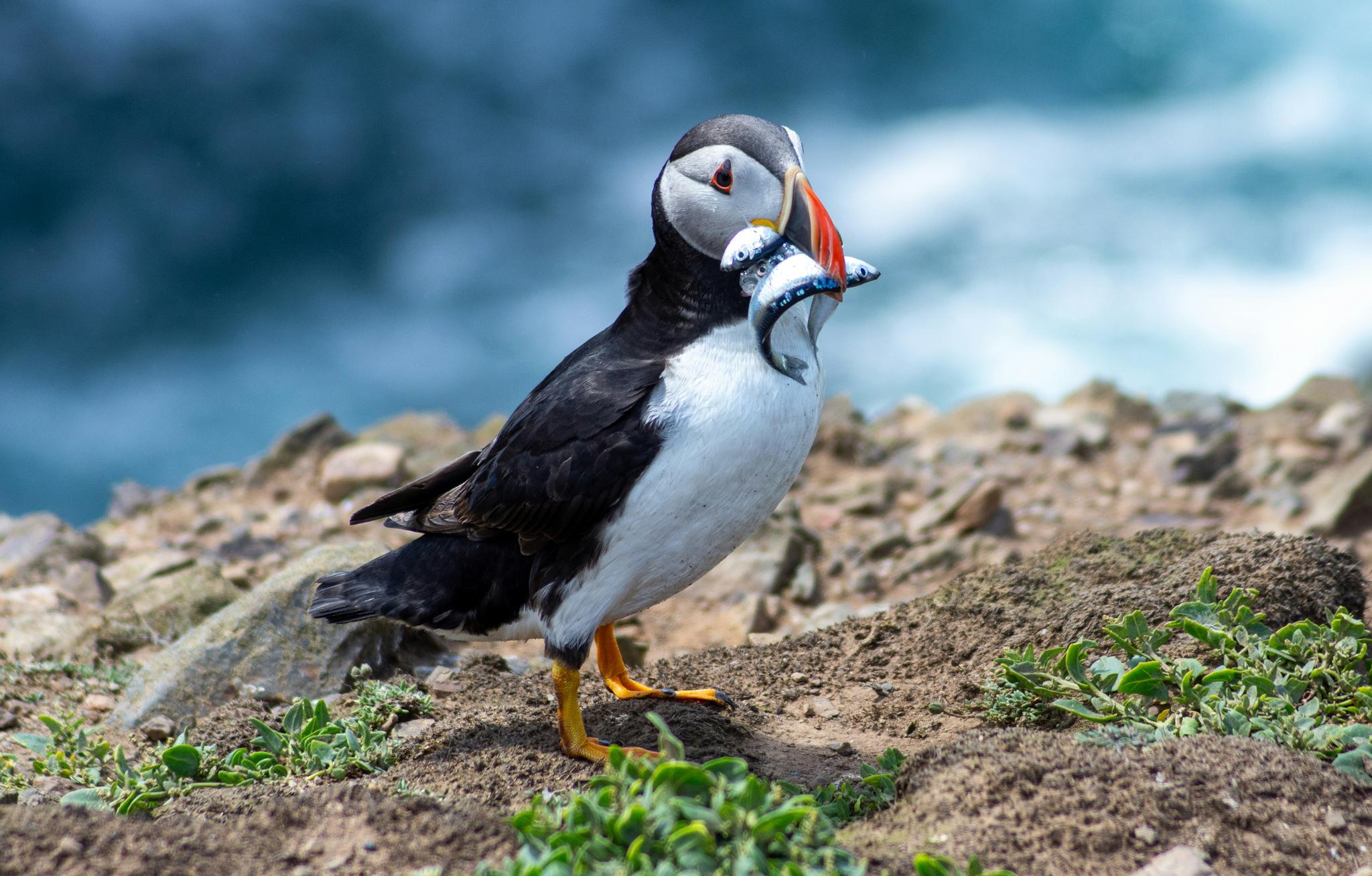 Where To See Puffins in Iceland: Your Comprehensive Guide