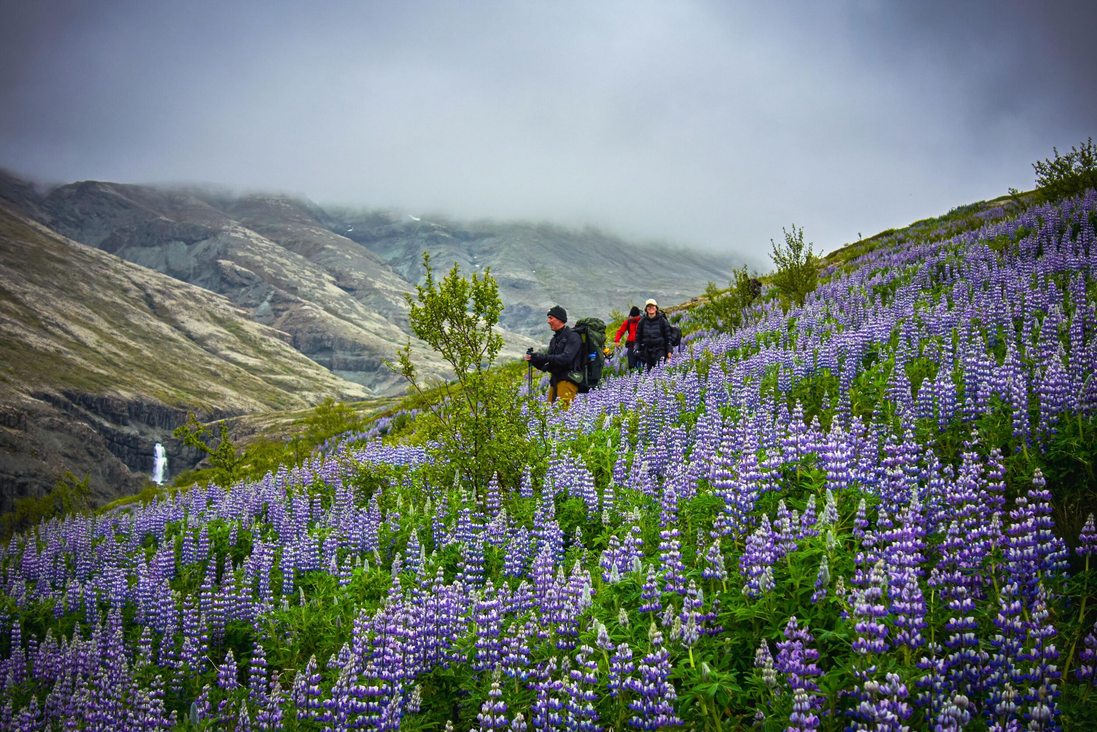 Three hikers walk uphill through a vibrant field of purple lupines, with misty mountains and a waterfall in the background.