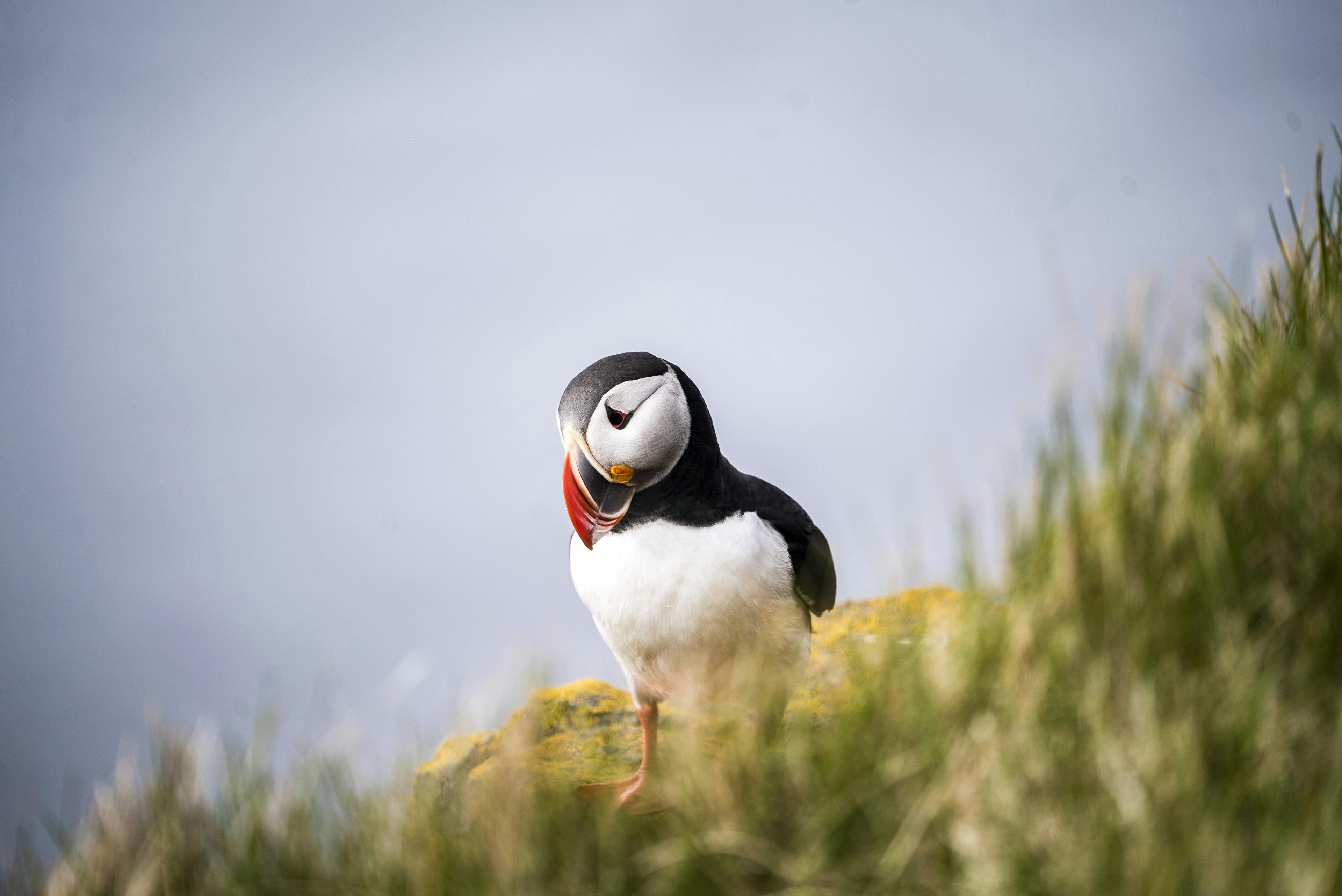 A puffin standing on a grassy cliff in Iceland, showcasing its colorful beak and distinctive markings.