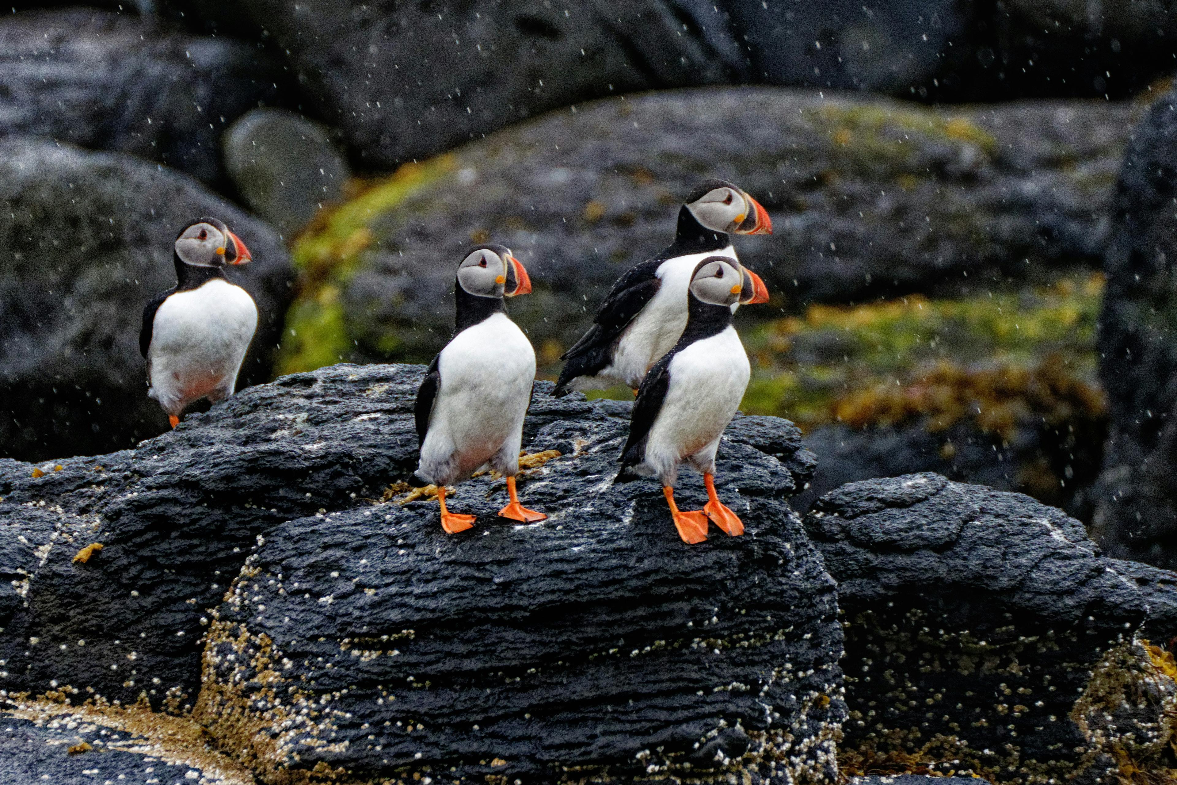 Four puffins with colorful beaks and orange feet stand on dark, moss-covered rocks in Iceland.