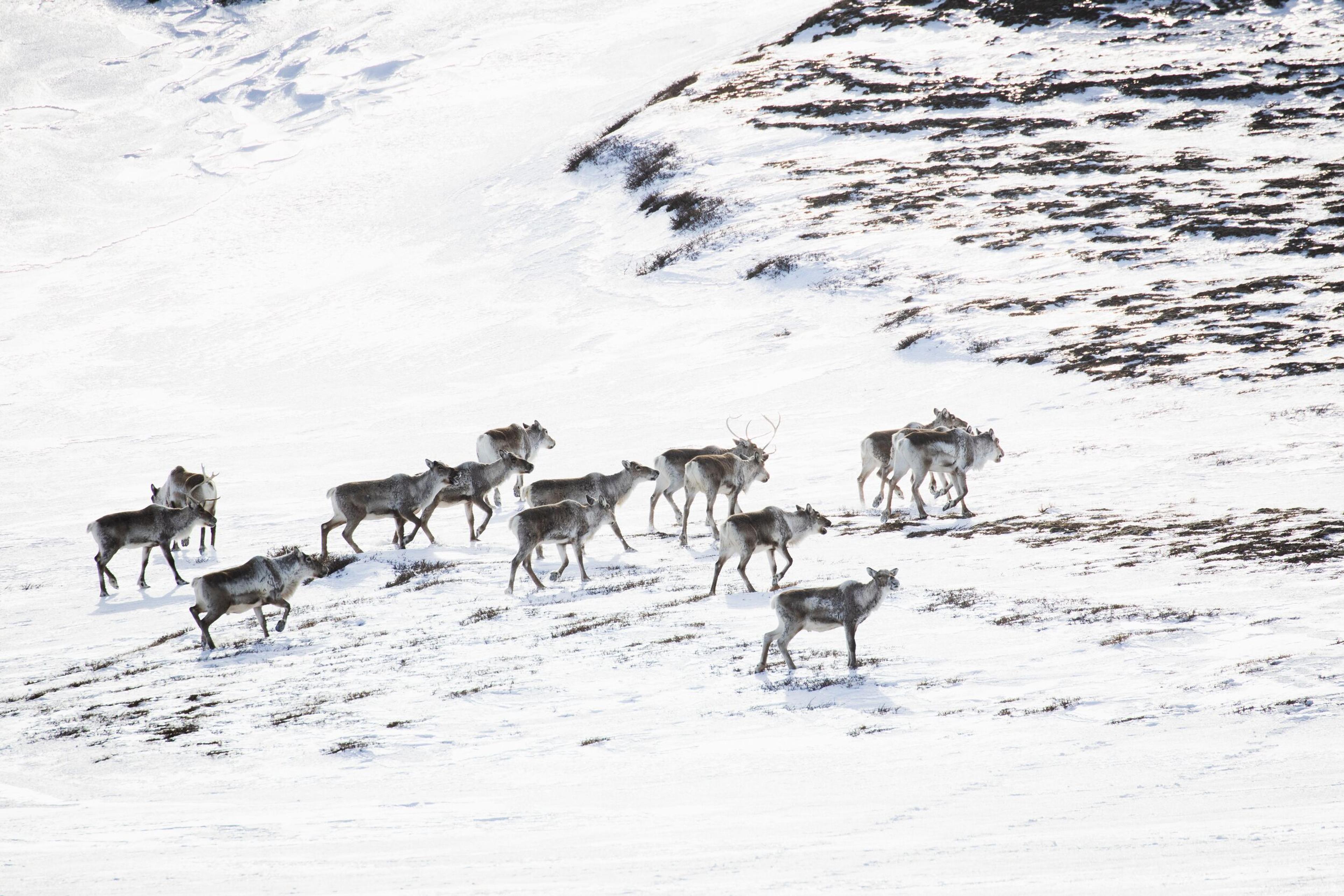 A herd of reindeer traversing a snowy hillside, their figures contrasting with the white, wintry landscape.