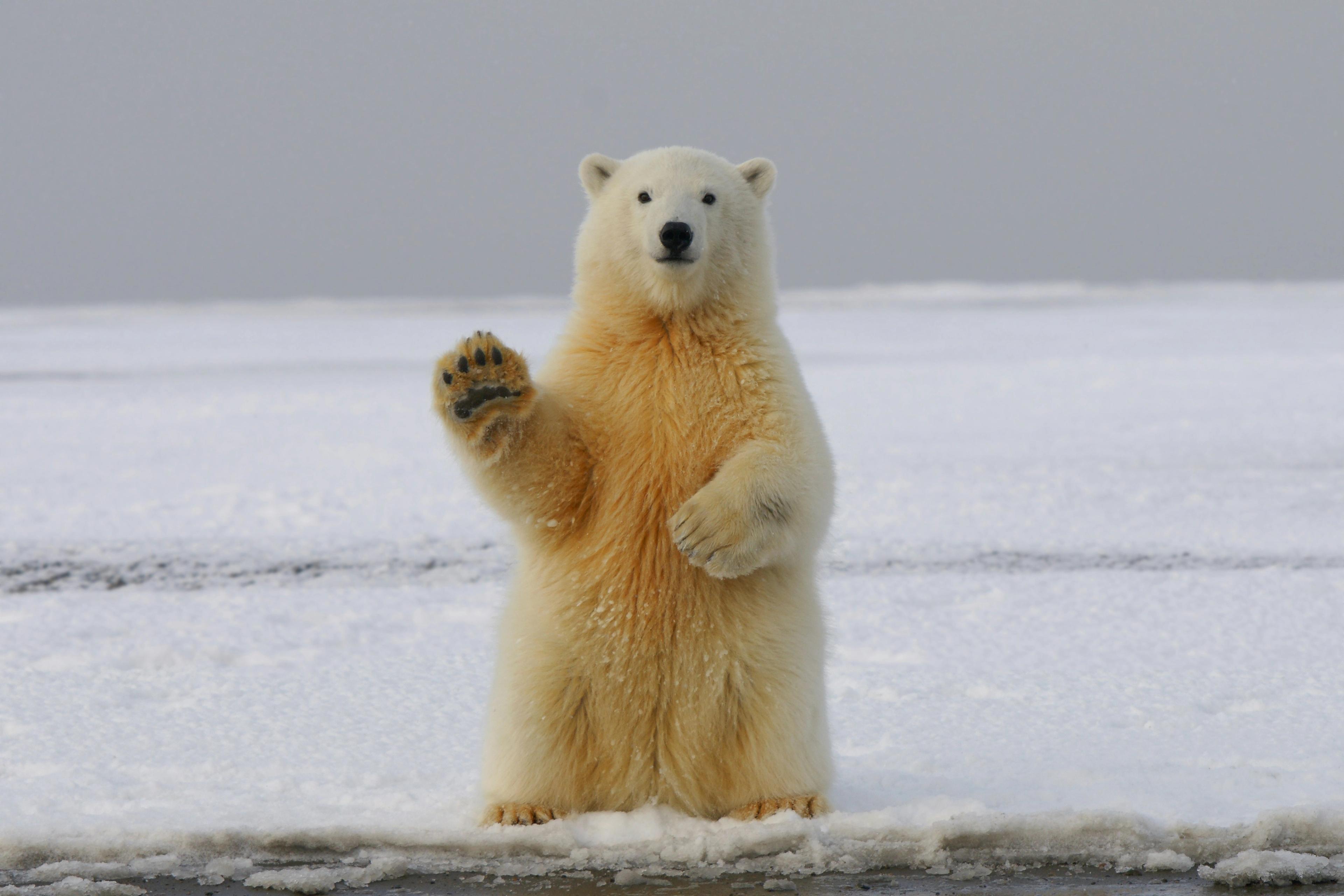 A polar bear stands on its hind legs on an ice floe, raising a paw as if waving.