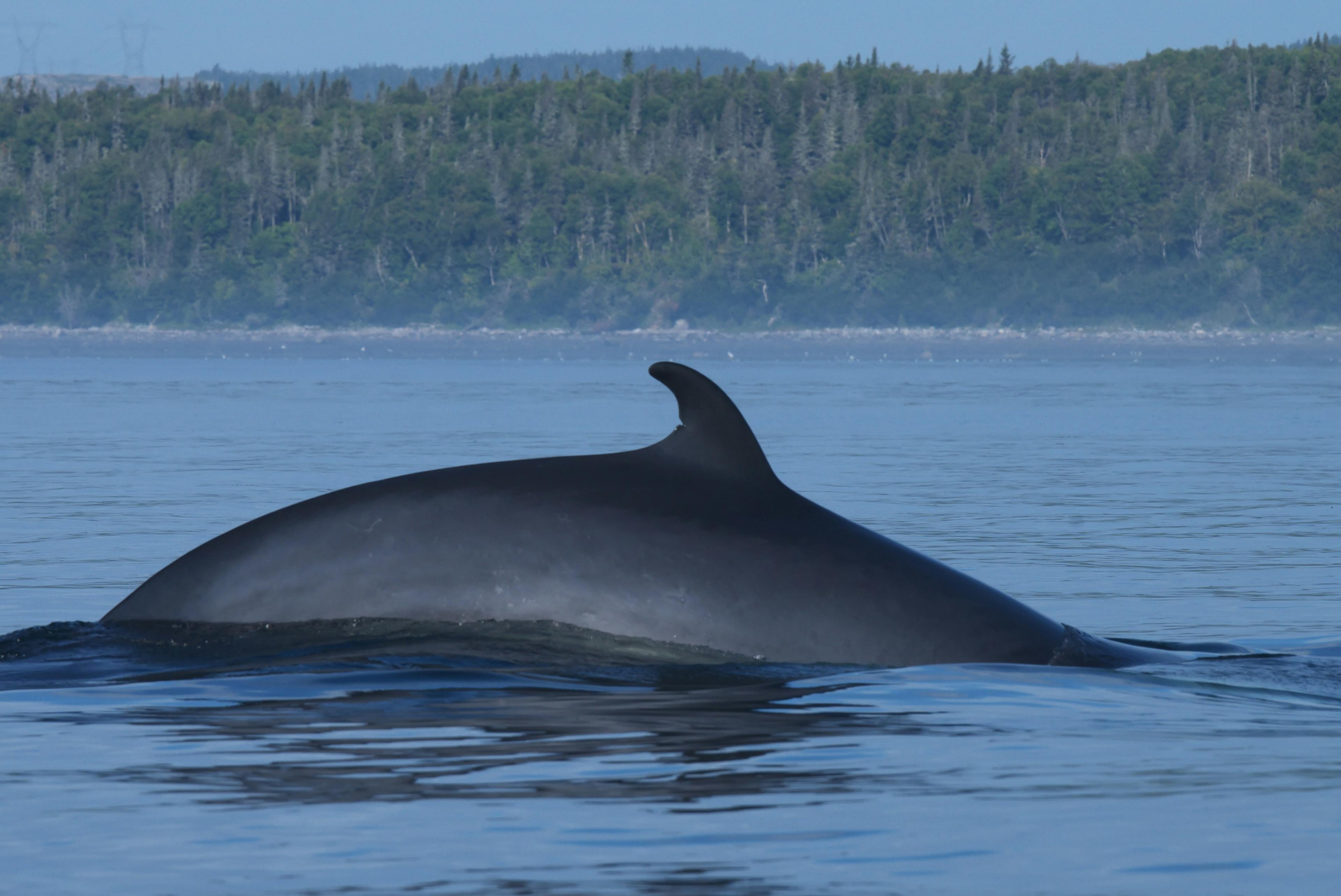 Minke whale swimming near the surface of the ocean with a forested shoreline in the background.