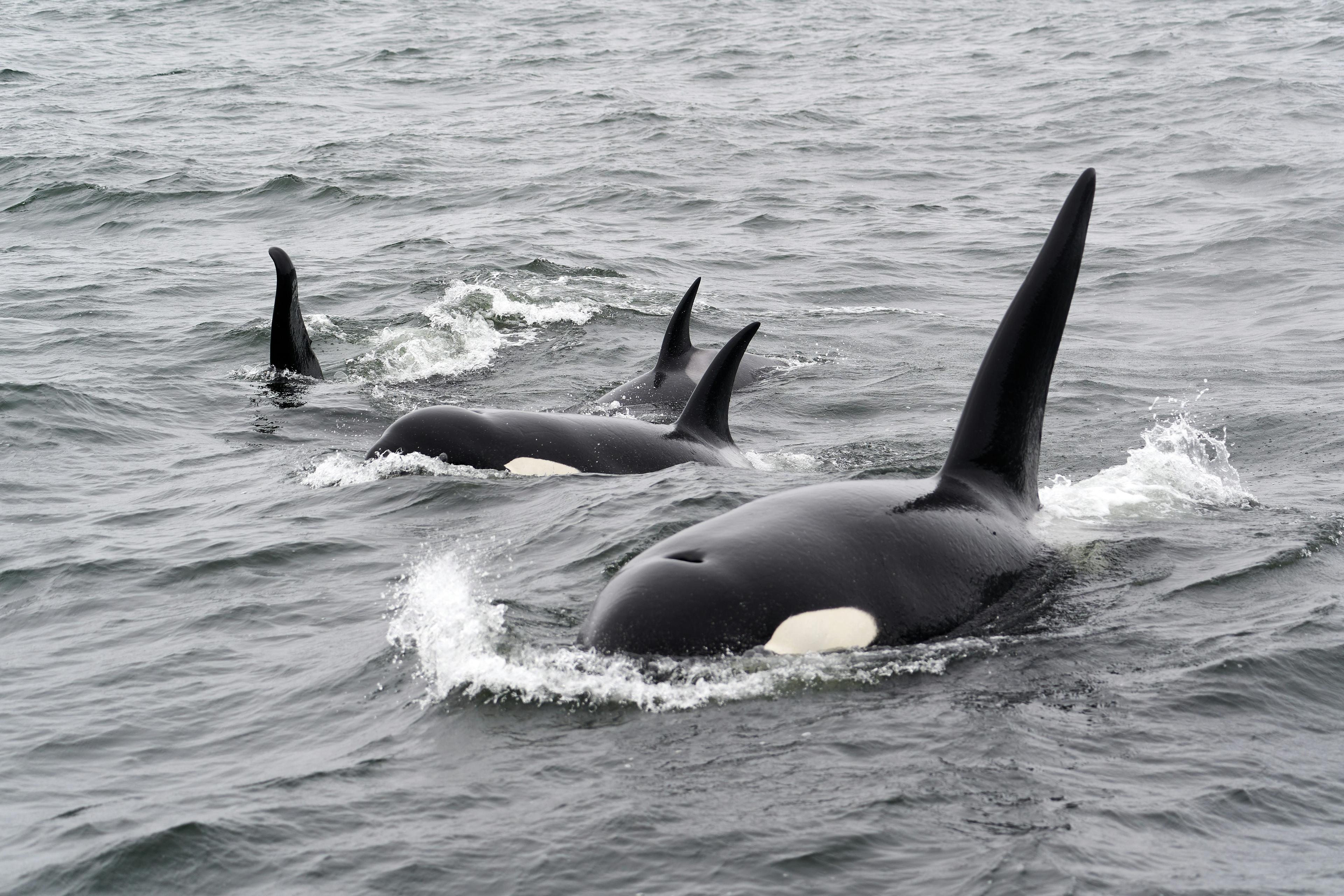 Pod of orcas swimming together near the surface of the ocean, displaying their characteristic black and white markings.