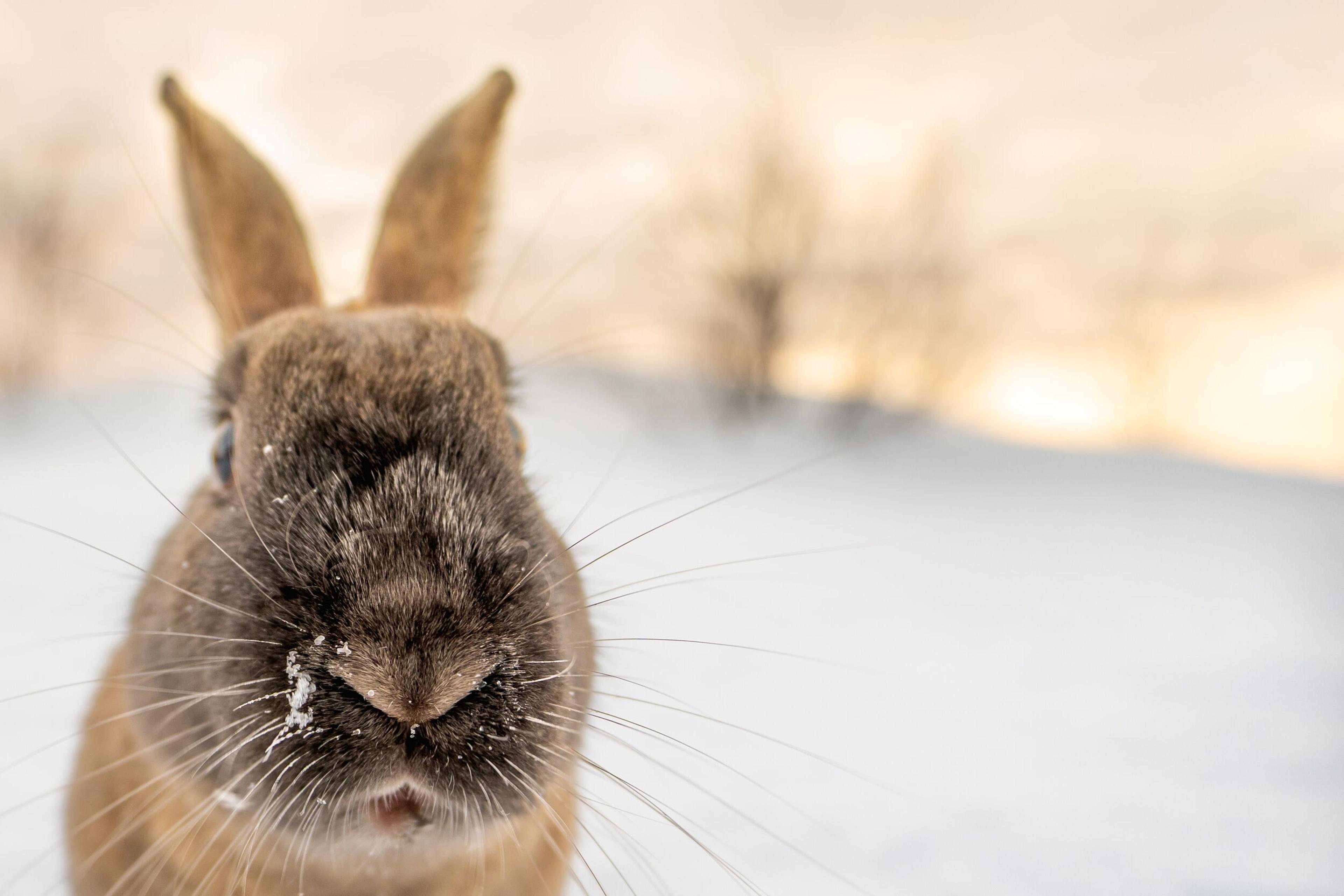Close-up of a brown rabbit's face with snow on its nose in a blurred snowy landscape.