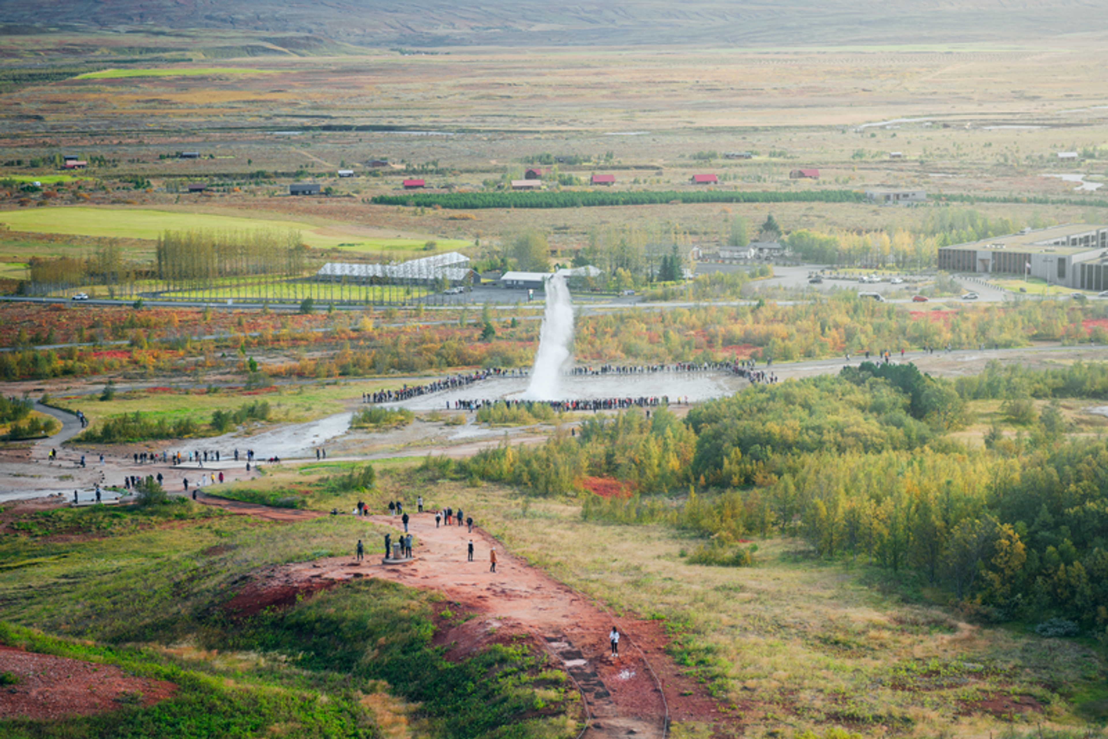 A distant view of a geyser eruption surrounded by greenery and visitors at the Geysir geothermal area in Iceland.