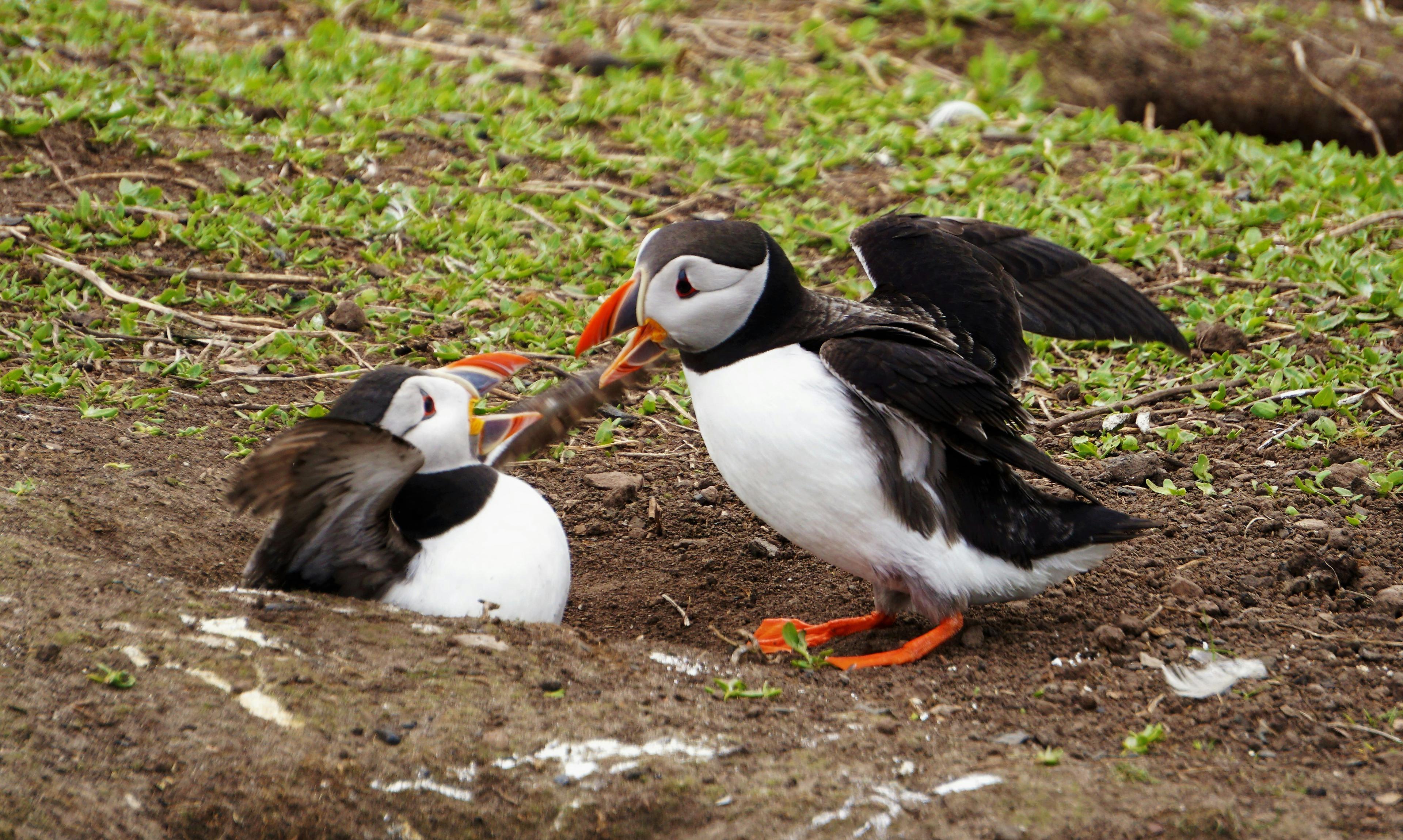 Two puffins with colorful beaks and orange feet interact on grassy ground, one sitting and the other standing with wings partially spread.