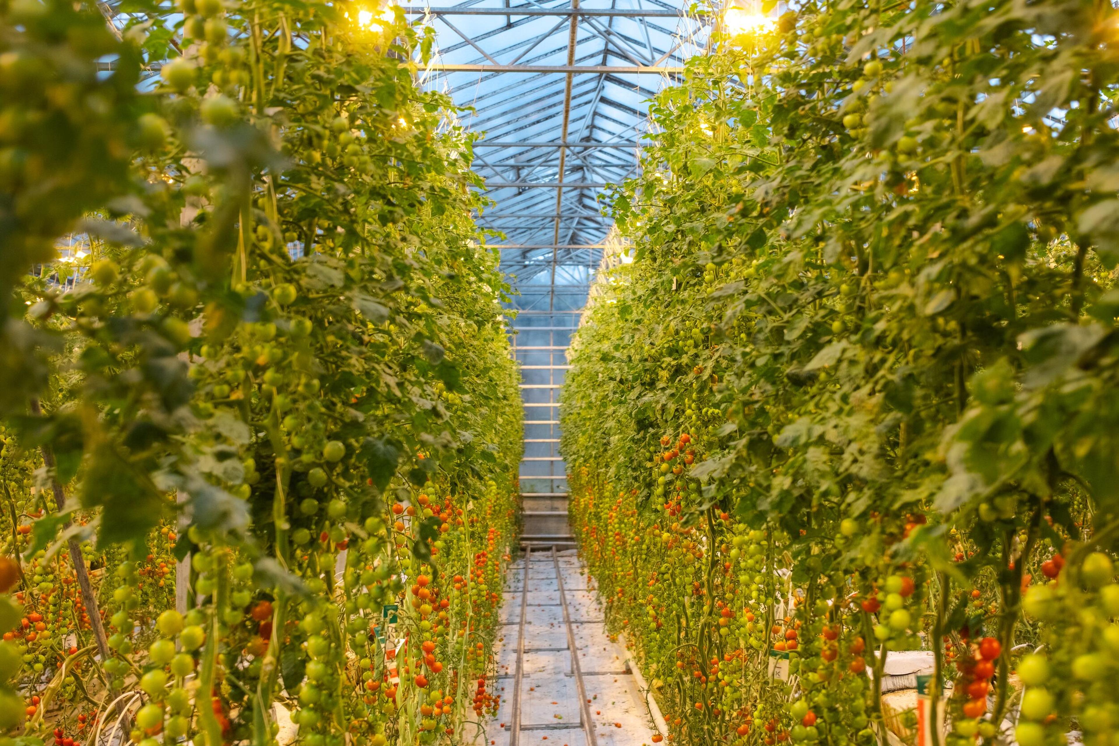 Tall rows of tomato plants bearing green and red fruit inside a greenhouse.