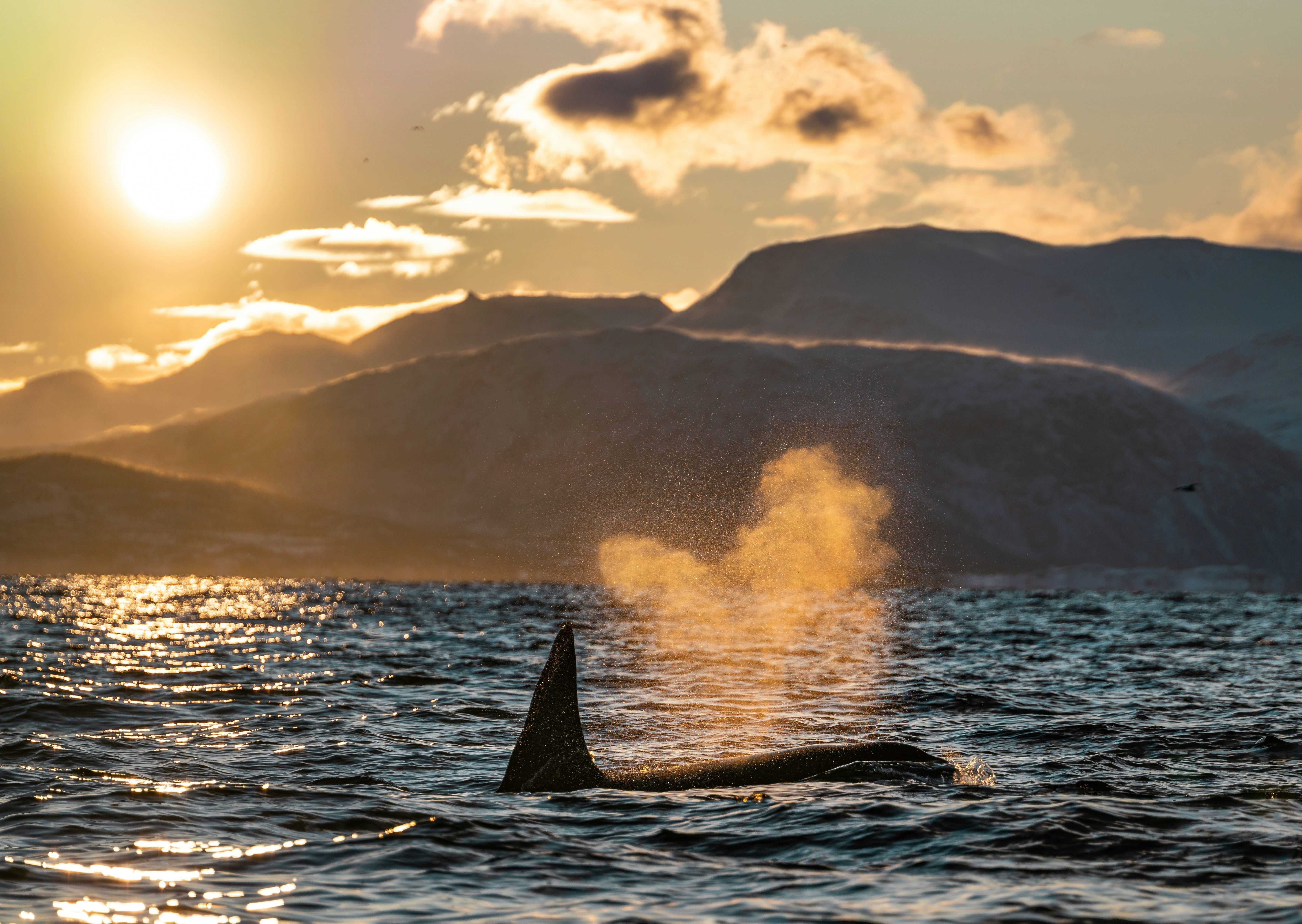 Orca swimming at sunset with a mountainous backdrop, seen during a whale watching tour in Iceland