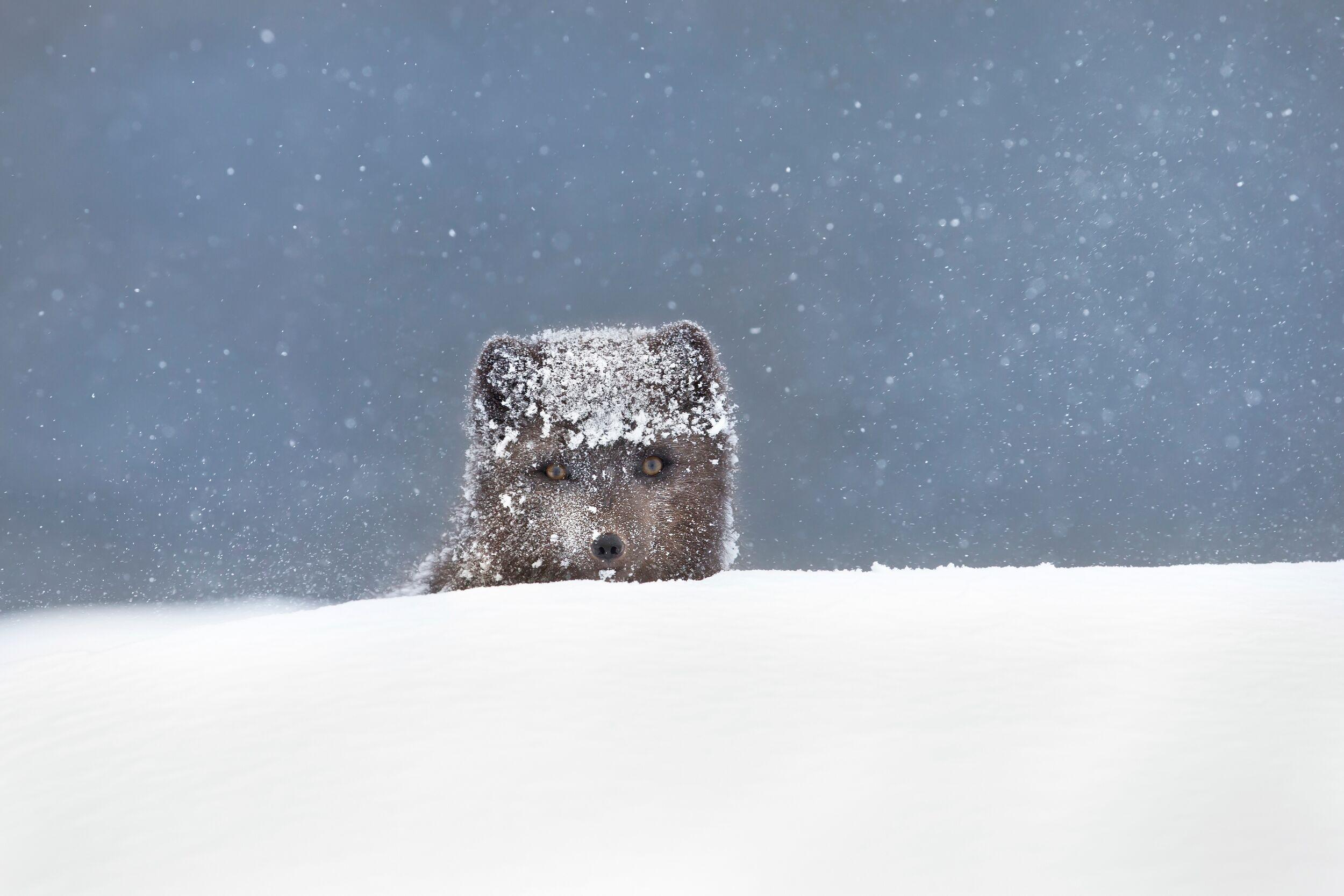 Head of a dark Arctic fox peeking over a snowdrift amidst falling snow.