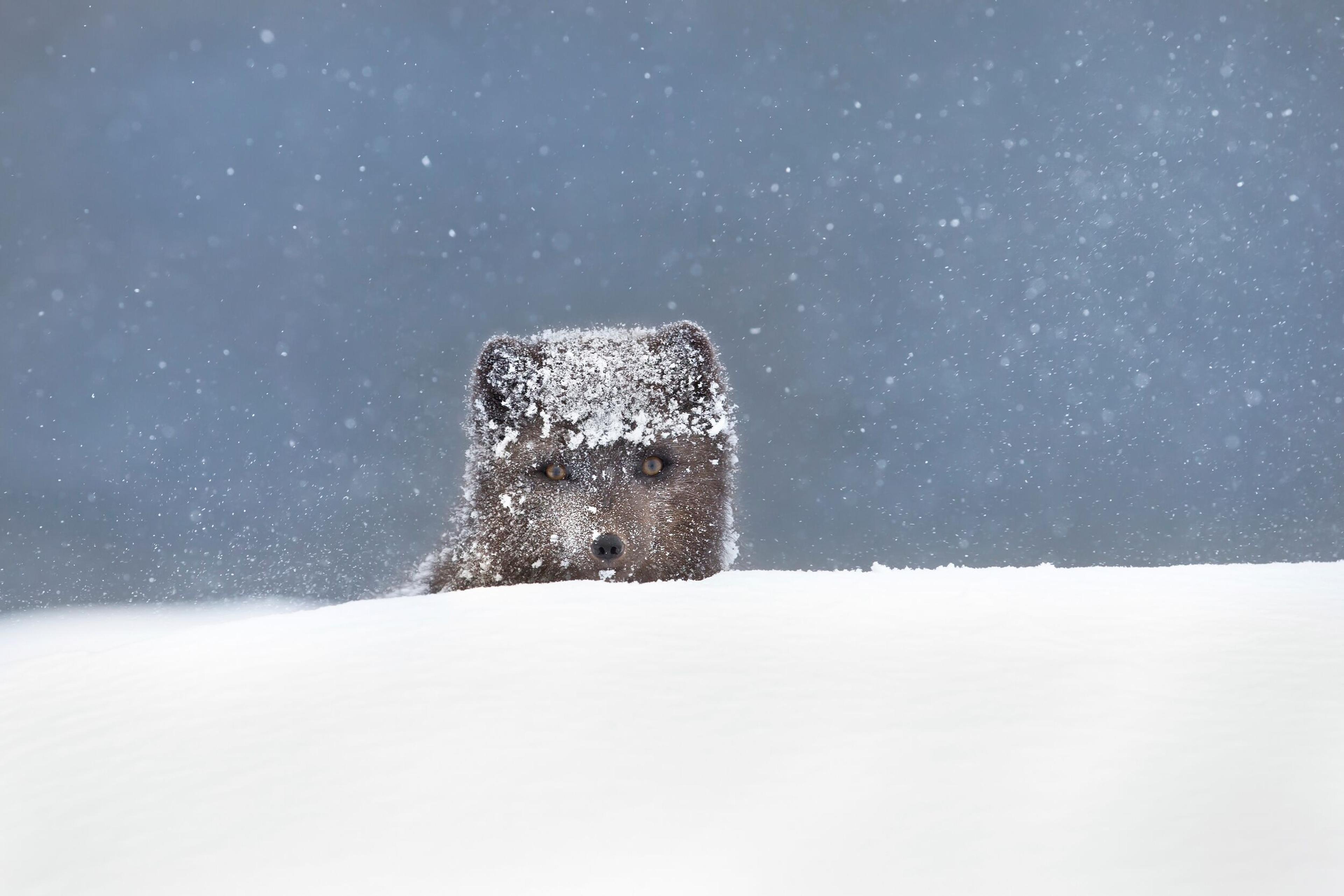 A close-up of a curious arctic fox peeking out over a snowdrift, with snowflakes lightly dusting its head and face