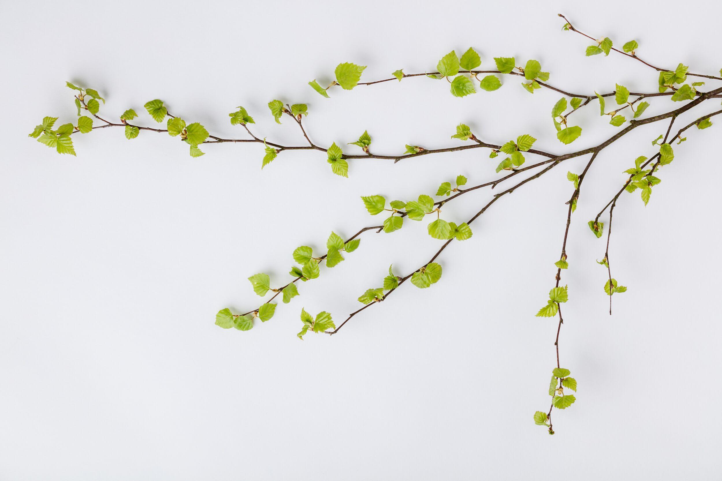 Branches with fresh green leaves on a white background.