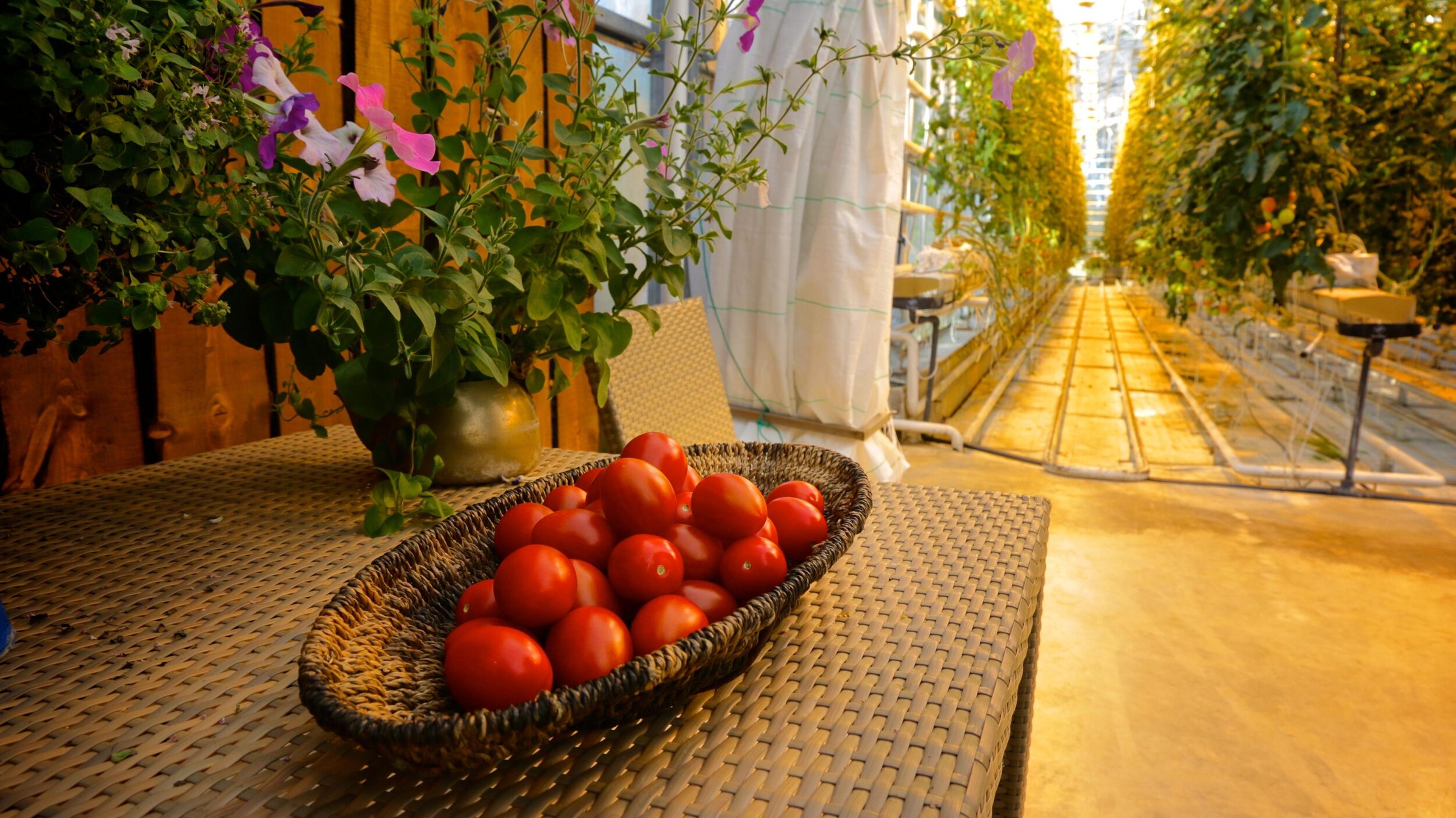 A basket of fresh, ripe tomatoes on a woven mat, with lush greenery in the background, evoking a sense of homegrown abundance and the simple pleasures of garden-to-table living.