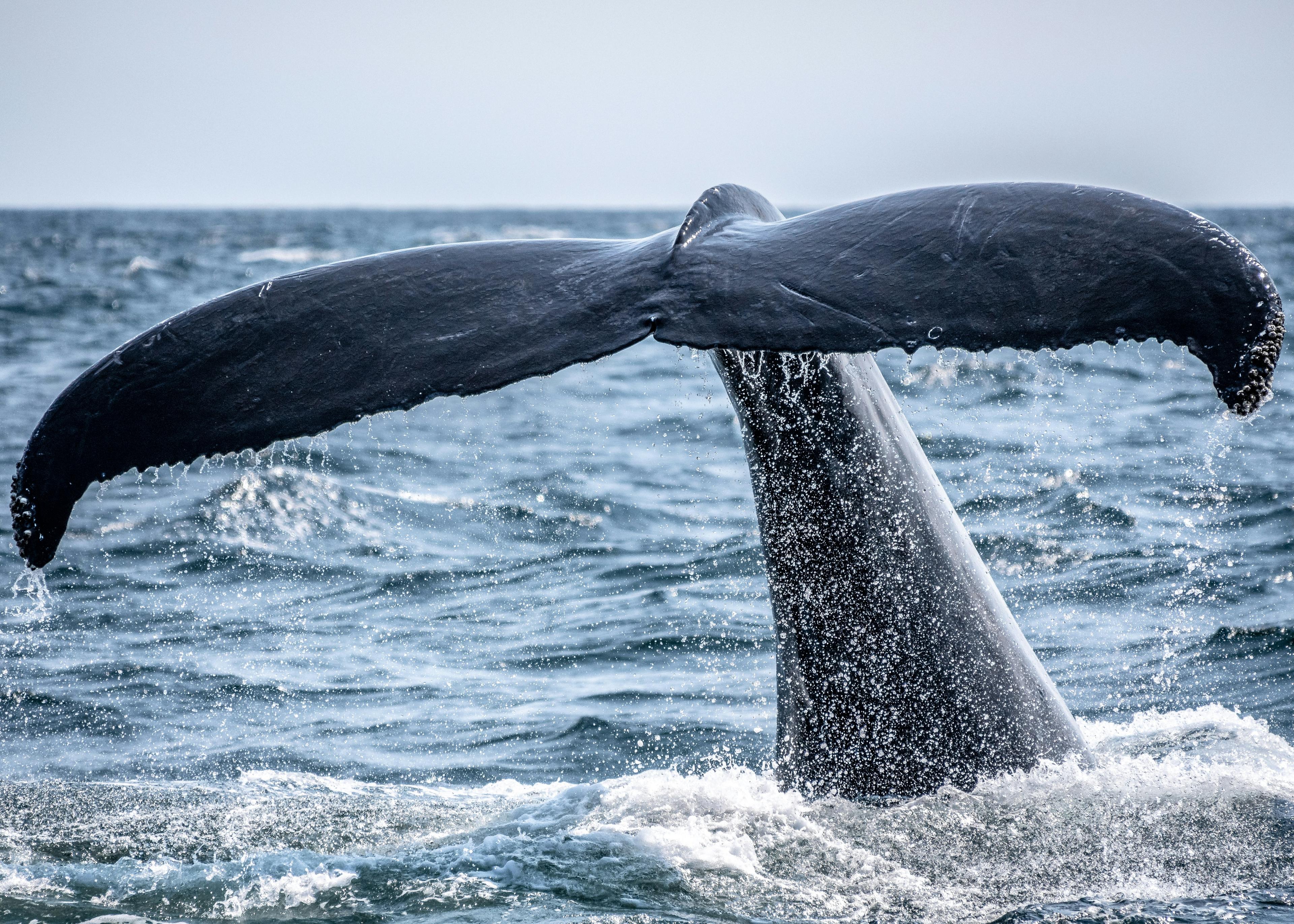 Close-up of a humpback whale's tail fluke emerging from the water during a whale watching tour near Reykjavík.