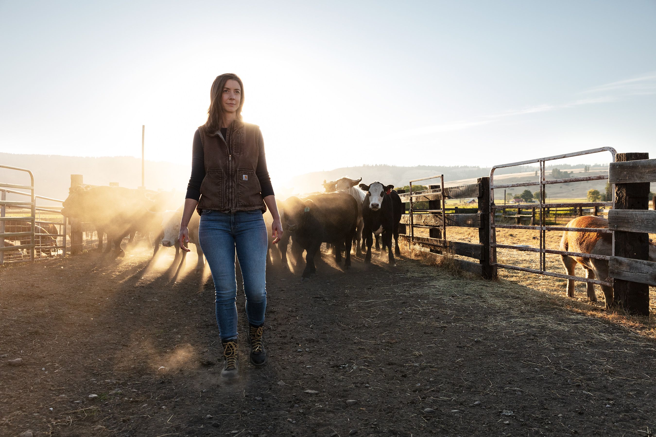 Person standing in front of a group of cows next to a fence at sunrise