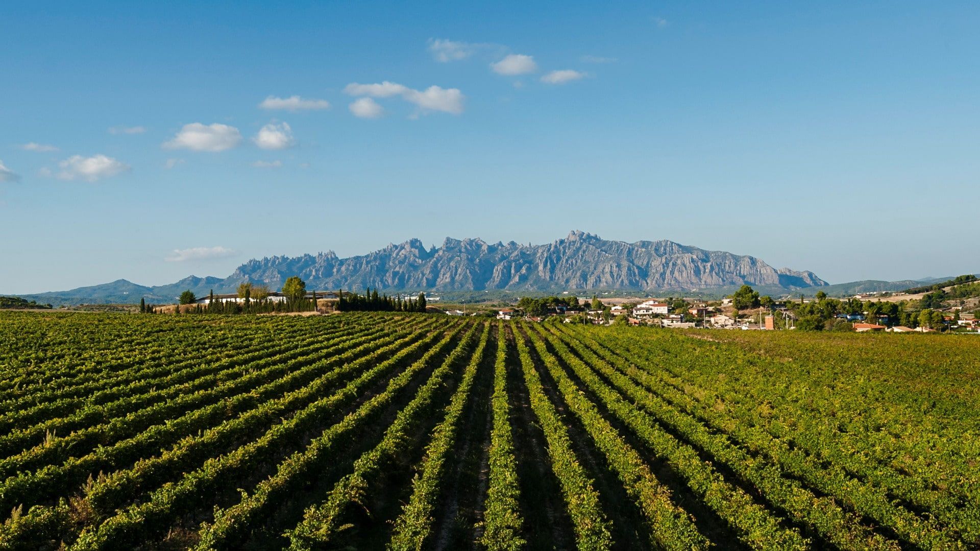 Montserrat and Boutique Wineries: a Sensor Journey