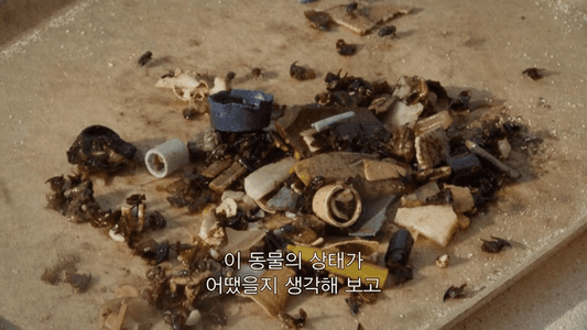 미드웨이섬 레이산 앨버트로스 몸에서 나온 플라스틱