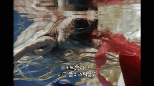 플라스틱을 먹이인줄 알고 먹는 거북이