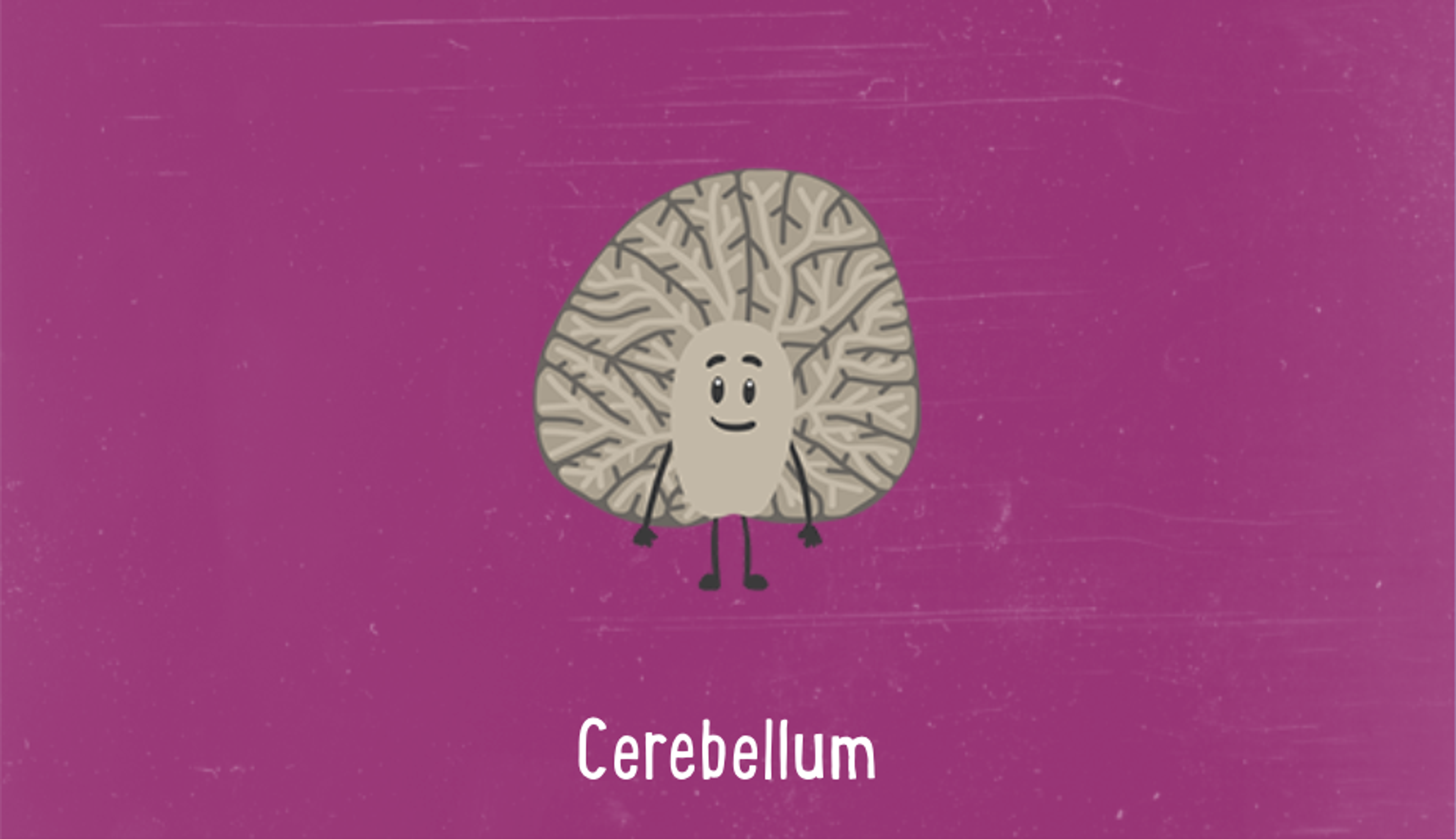 Illustration of the cerebellum