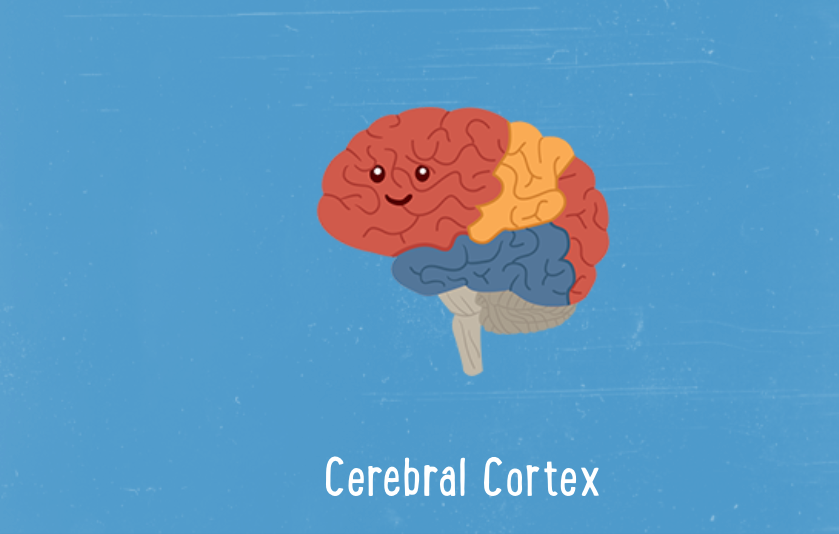 Illustration of the cerebral cortex