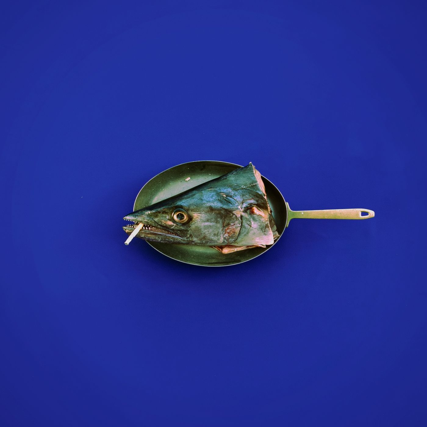 rg mpl fish