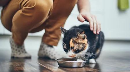 Best cat food in Australia