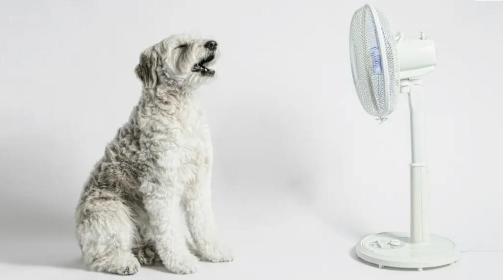 Best pedestal fans in Australia 2026