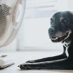 Best fans in Australia