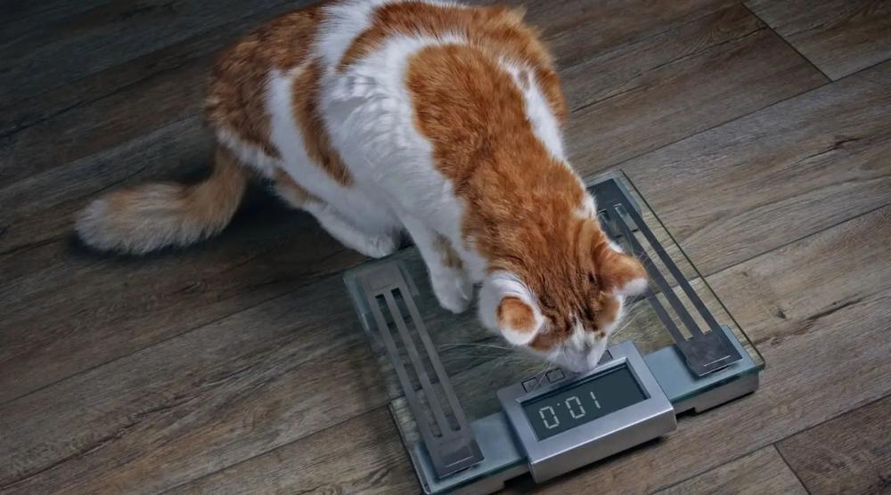 Best bathroom scales in Australia