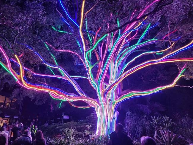 Lit up tree at Vivid Sydney