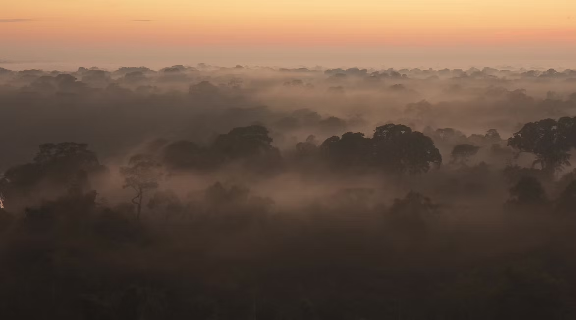 Golden African morning across open savanna
