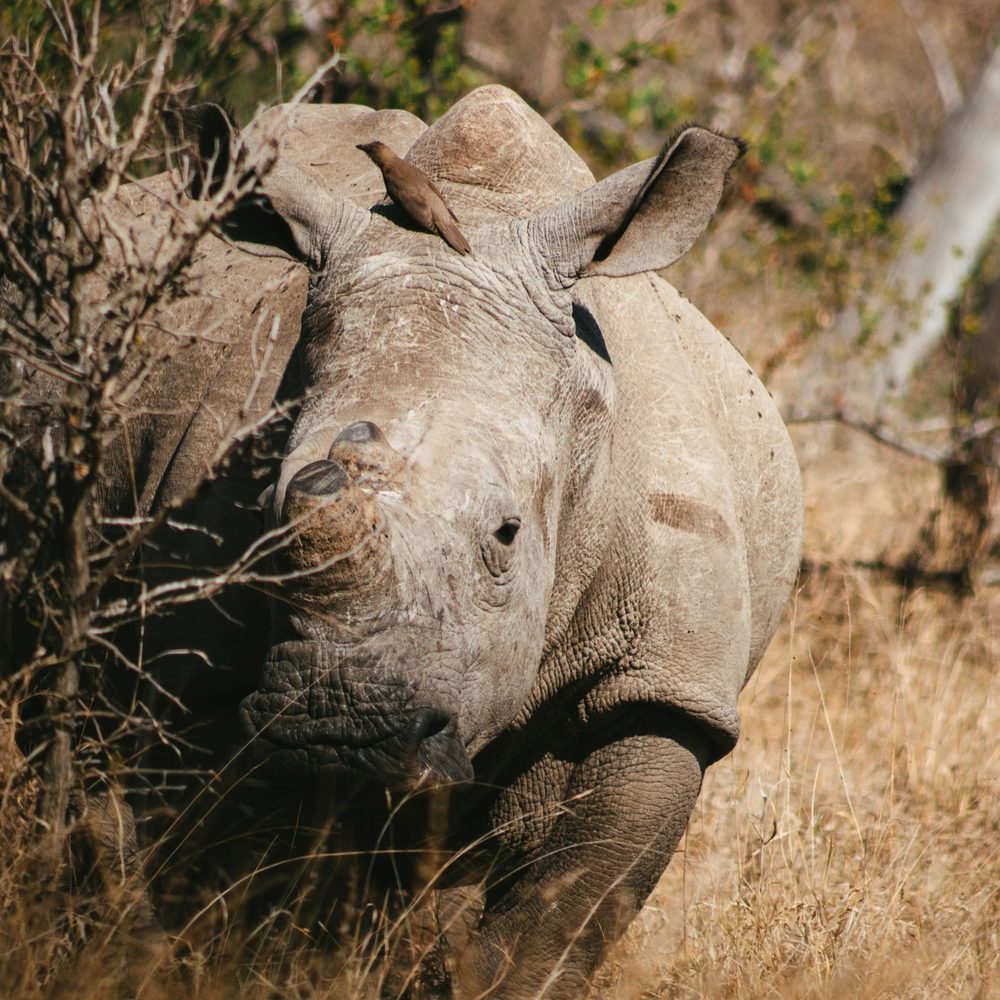 Wildlife encounter on safari